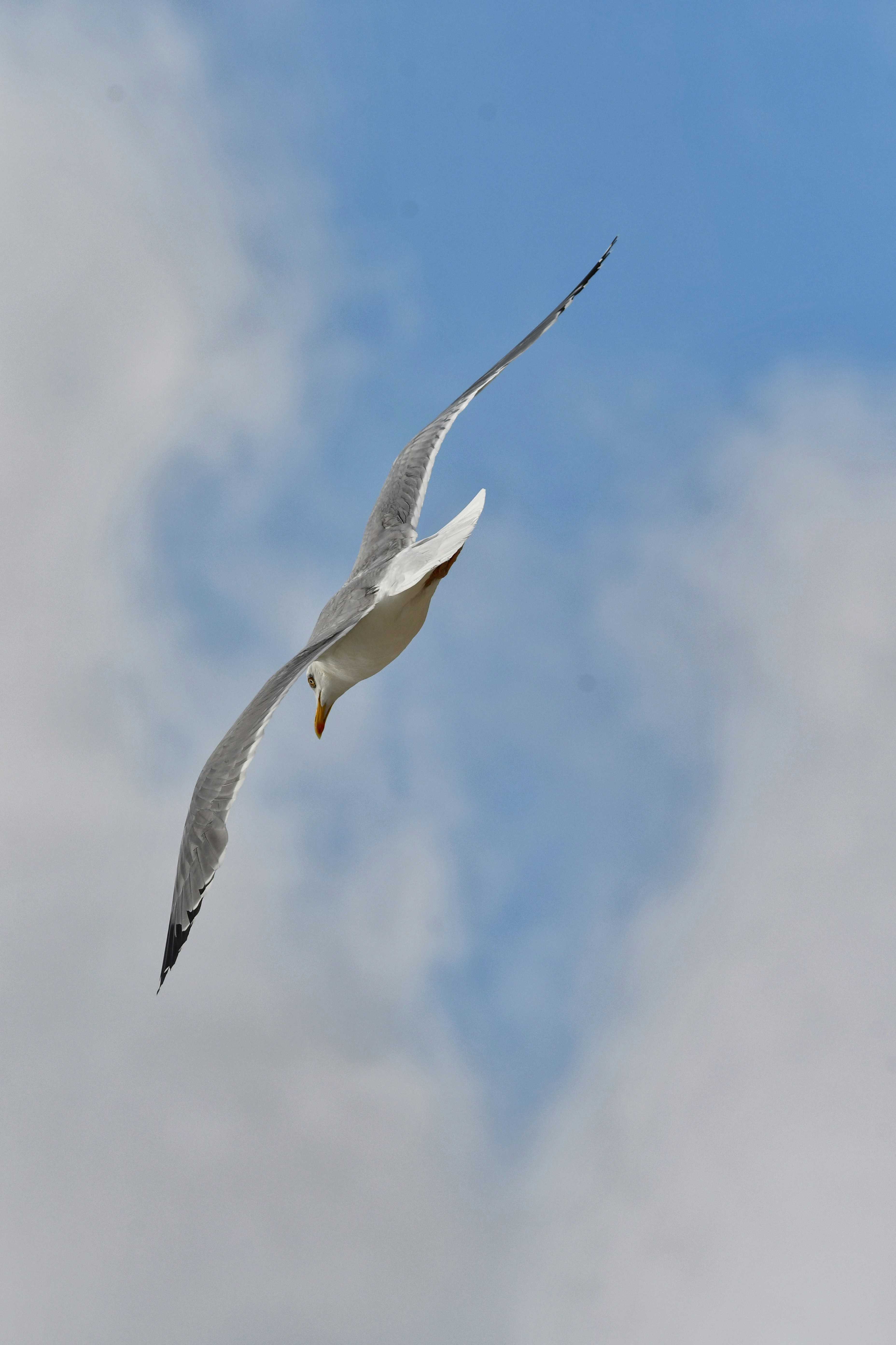 A seagull flying through a cloudy blue sky
