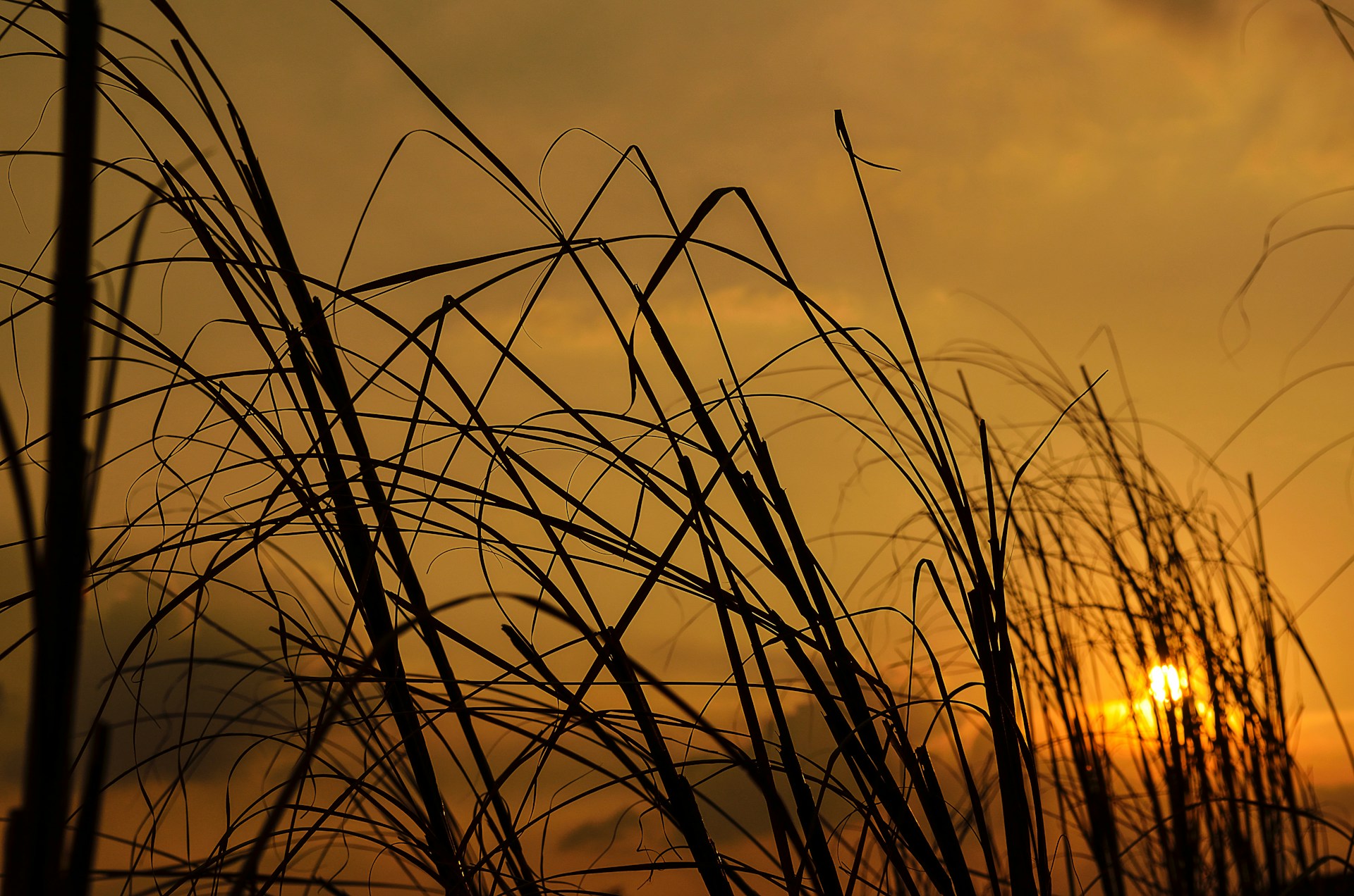 The sun is setting behind some tall grass