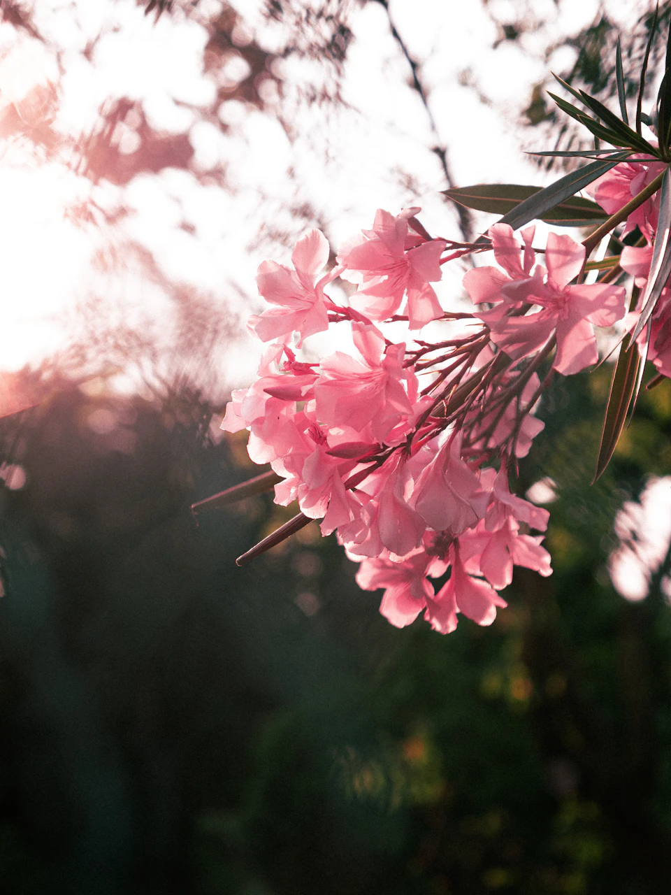 Close-up view of pink flowers with green leaves on a blurred tree or foliage background