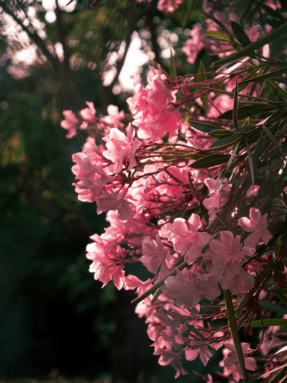 Cluster of pink flowers with green leaves on a tree branch in full bloom