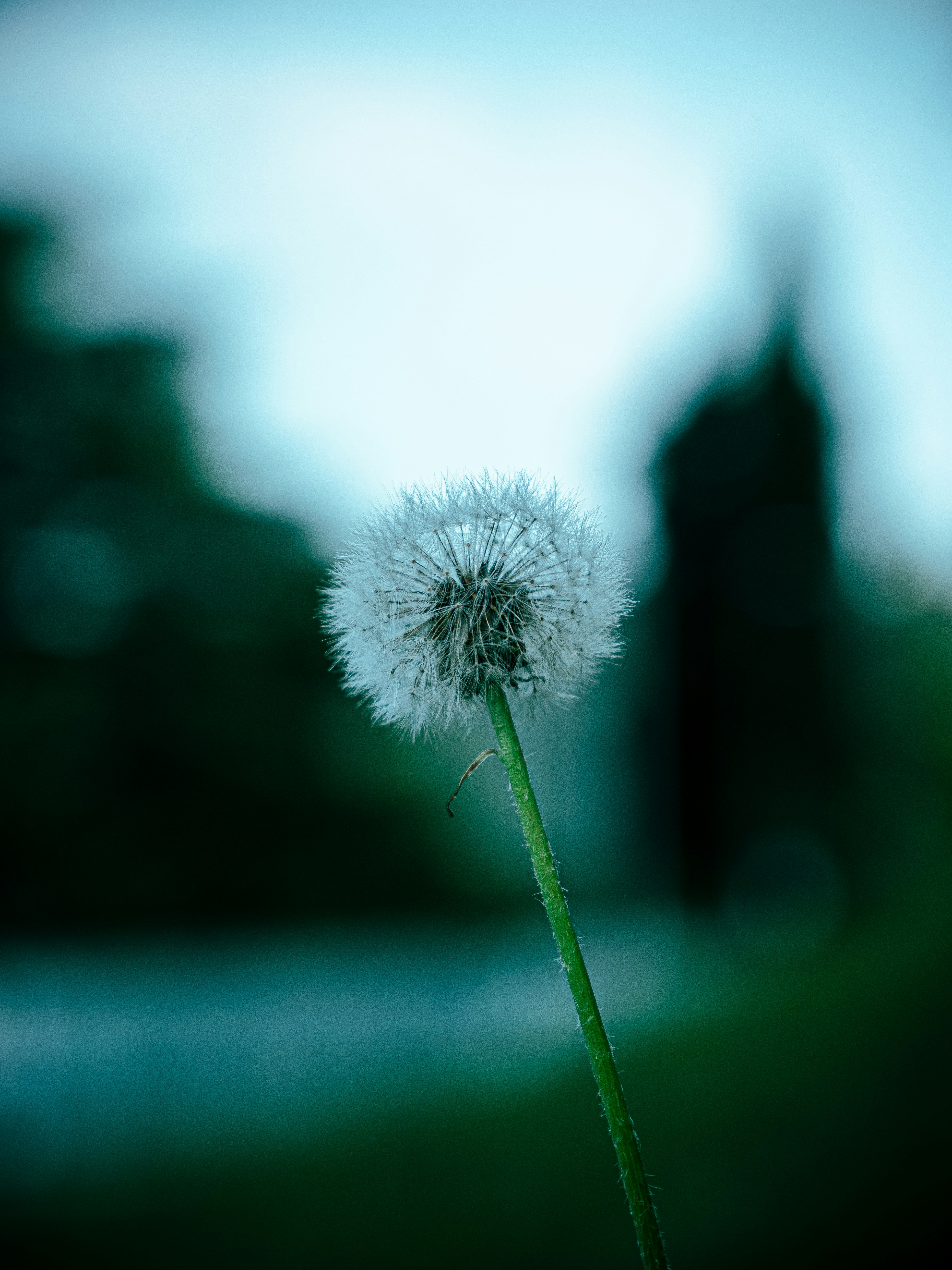 A dandelion in front of a blurry cityscape