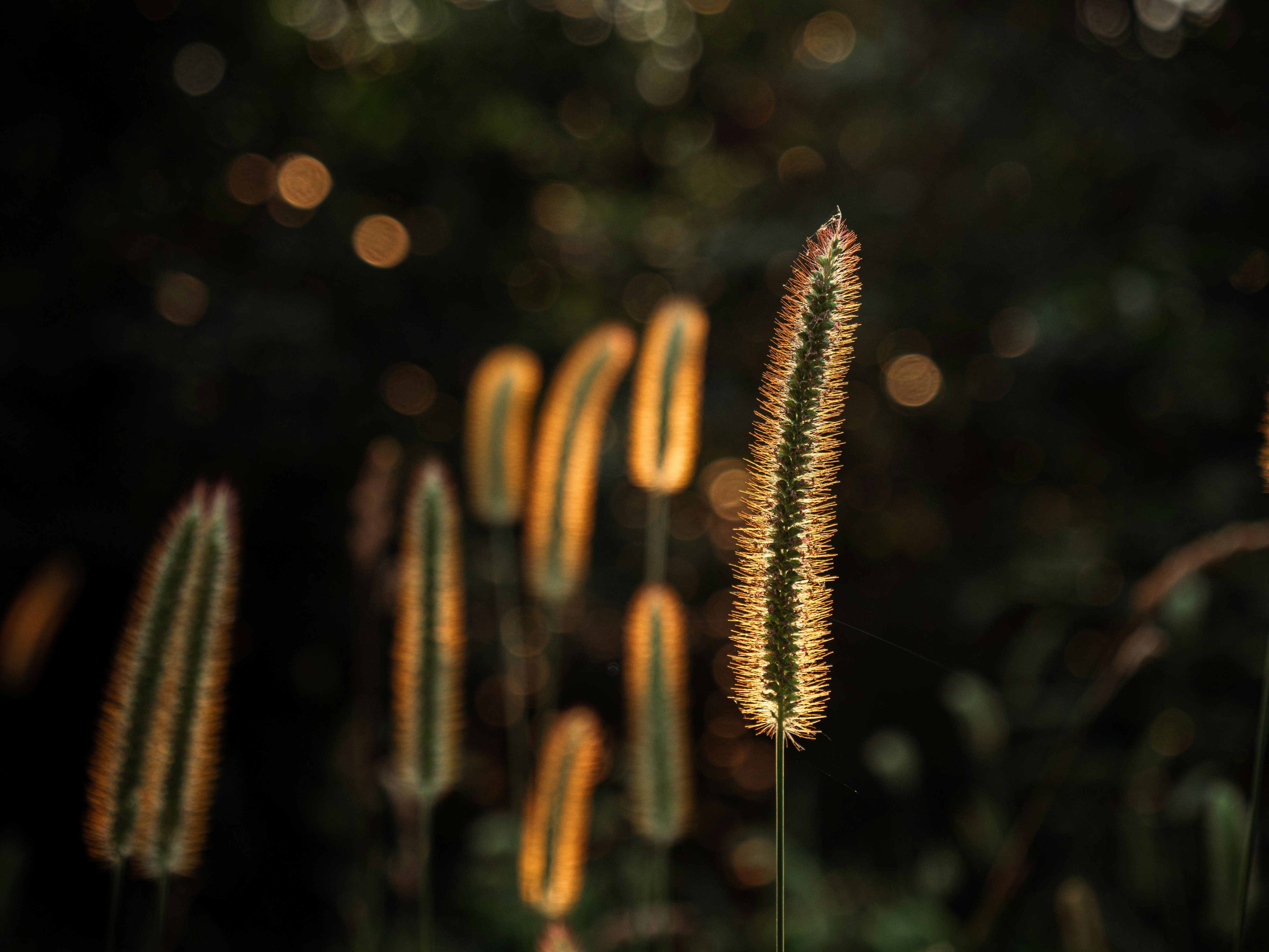 Photo by eliamassignan