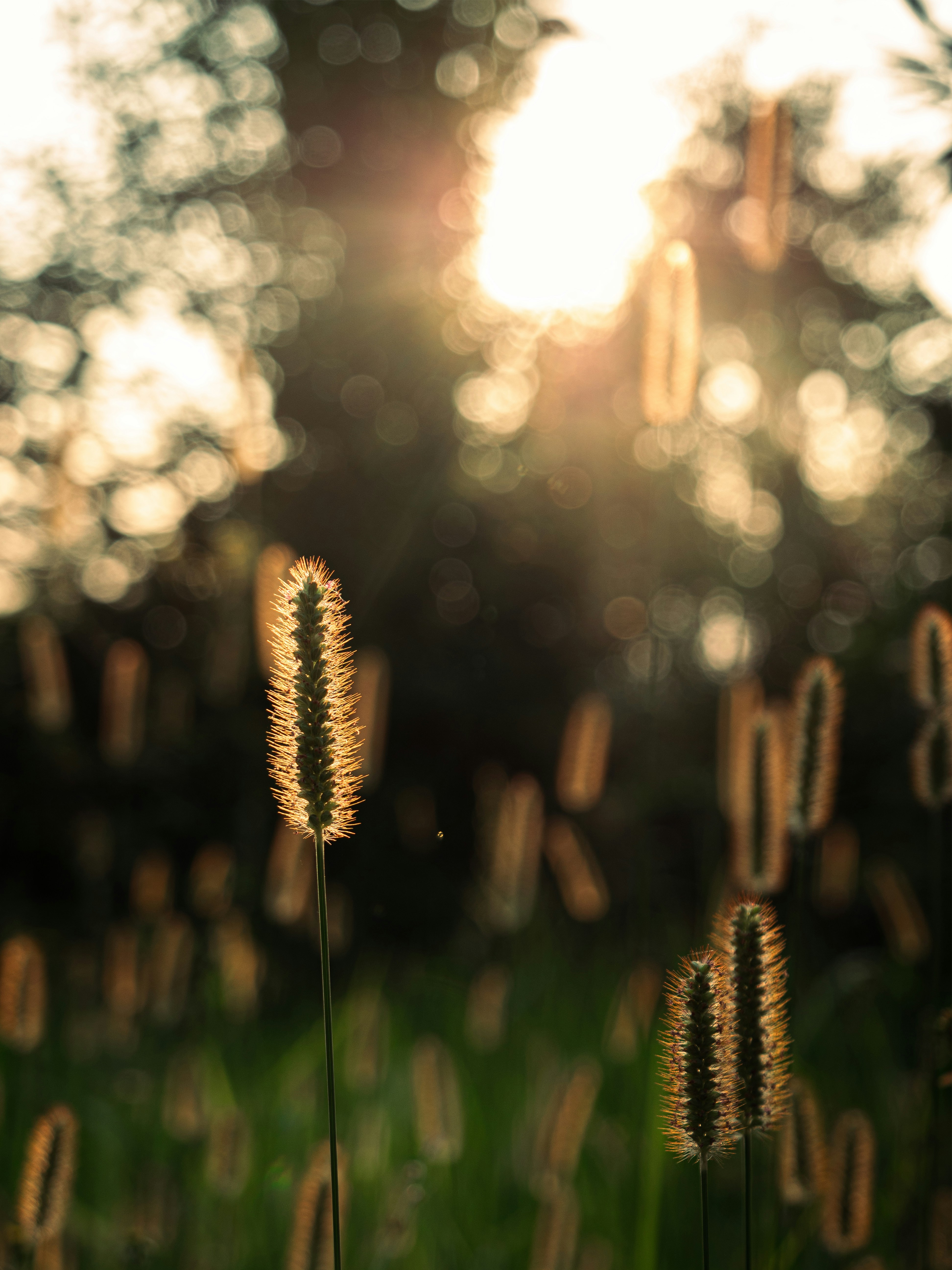 Photo by eliamassignan