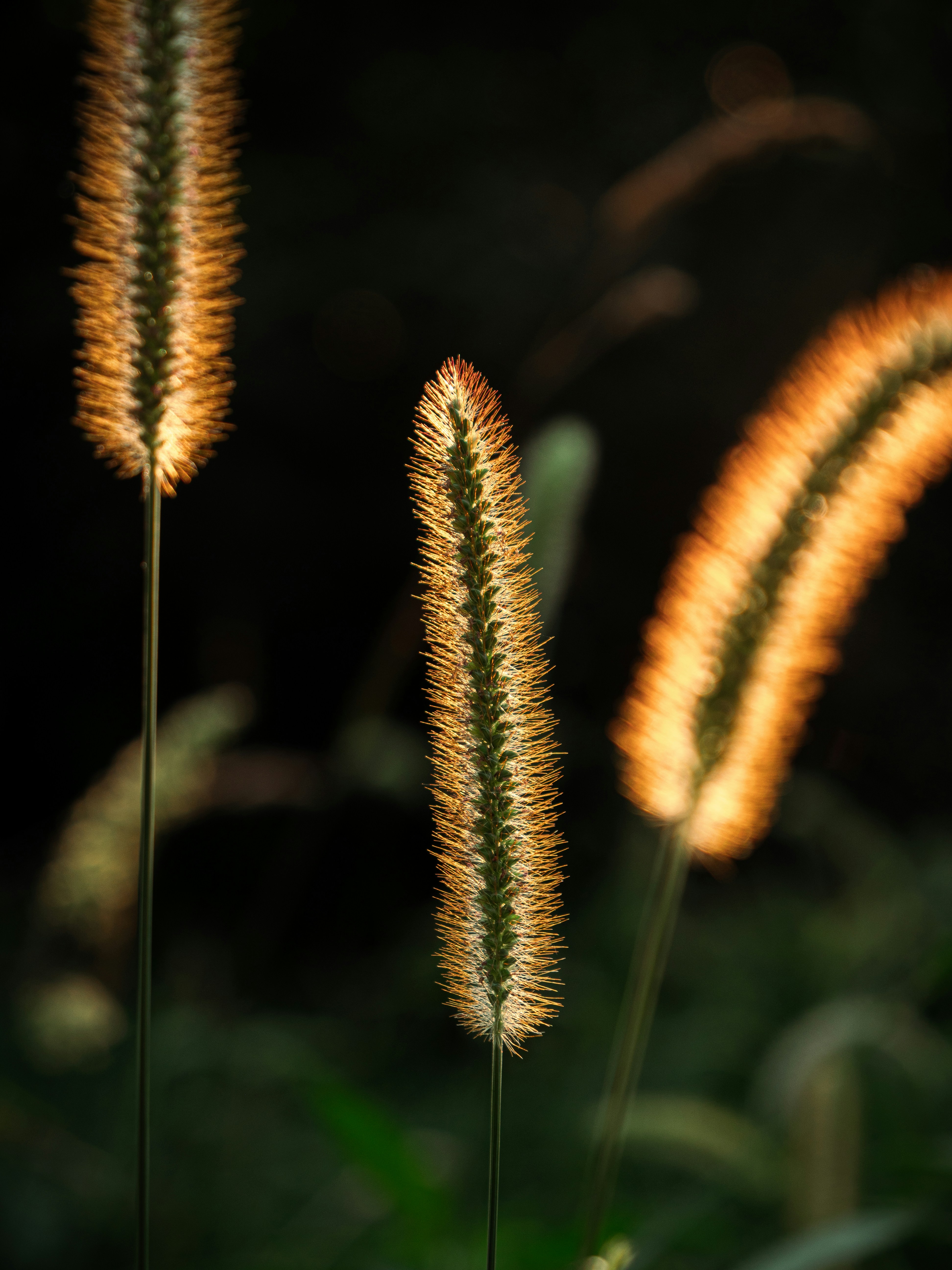 Photo by eliamassignan