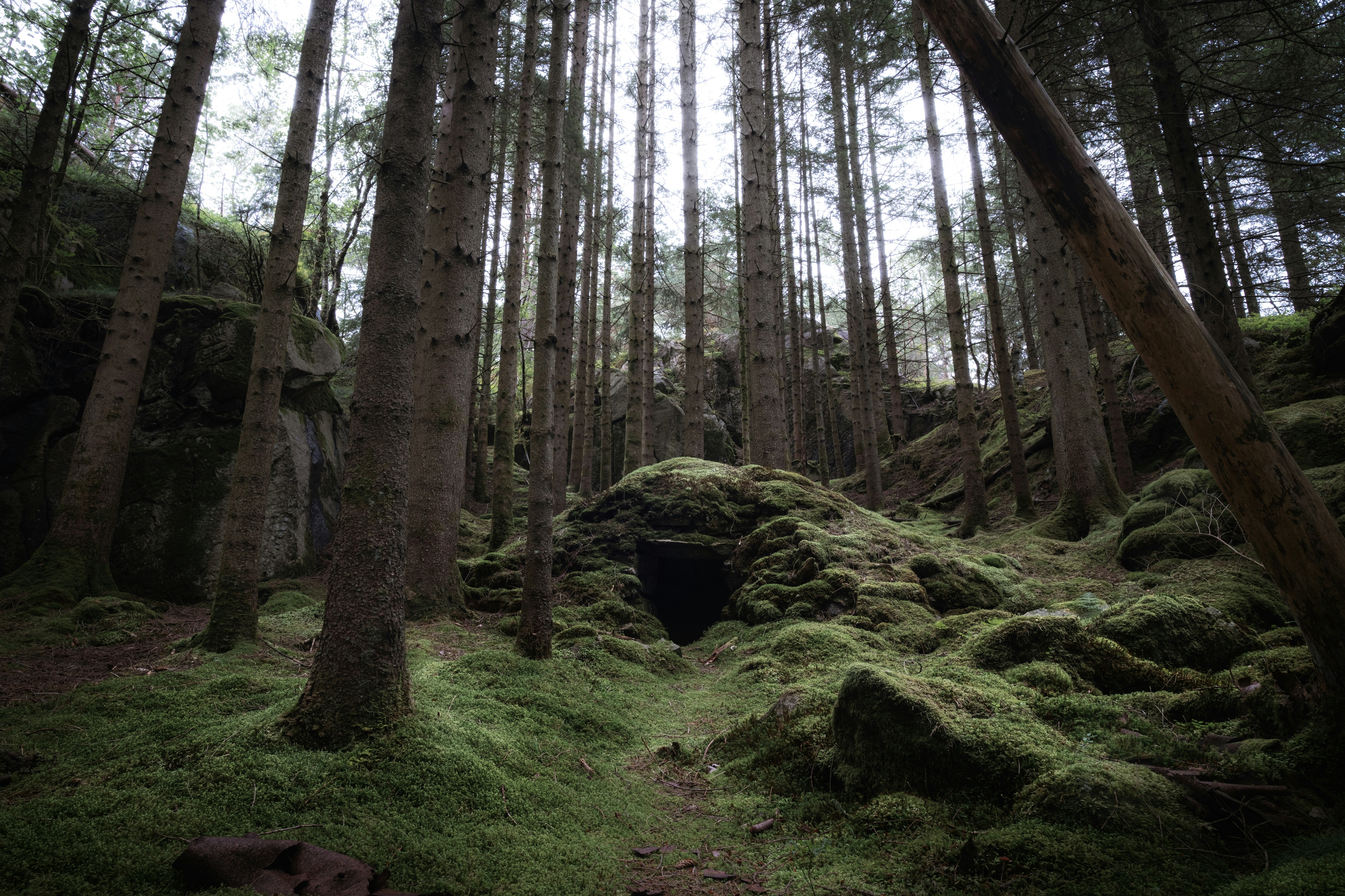 A forest filled with lots of tall trees