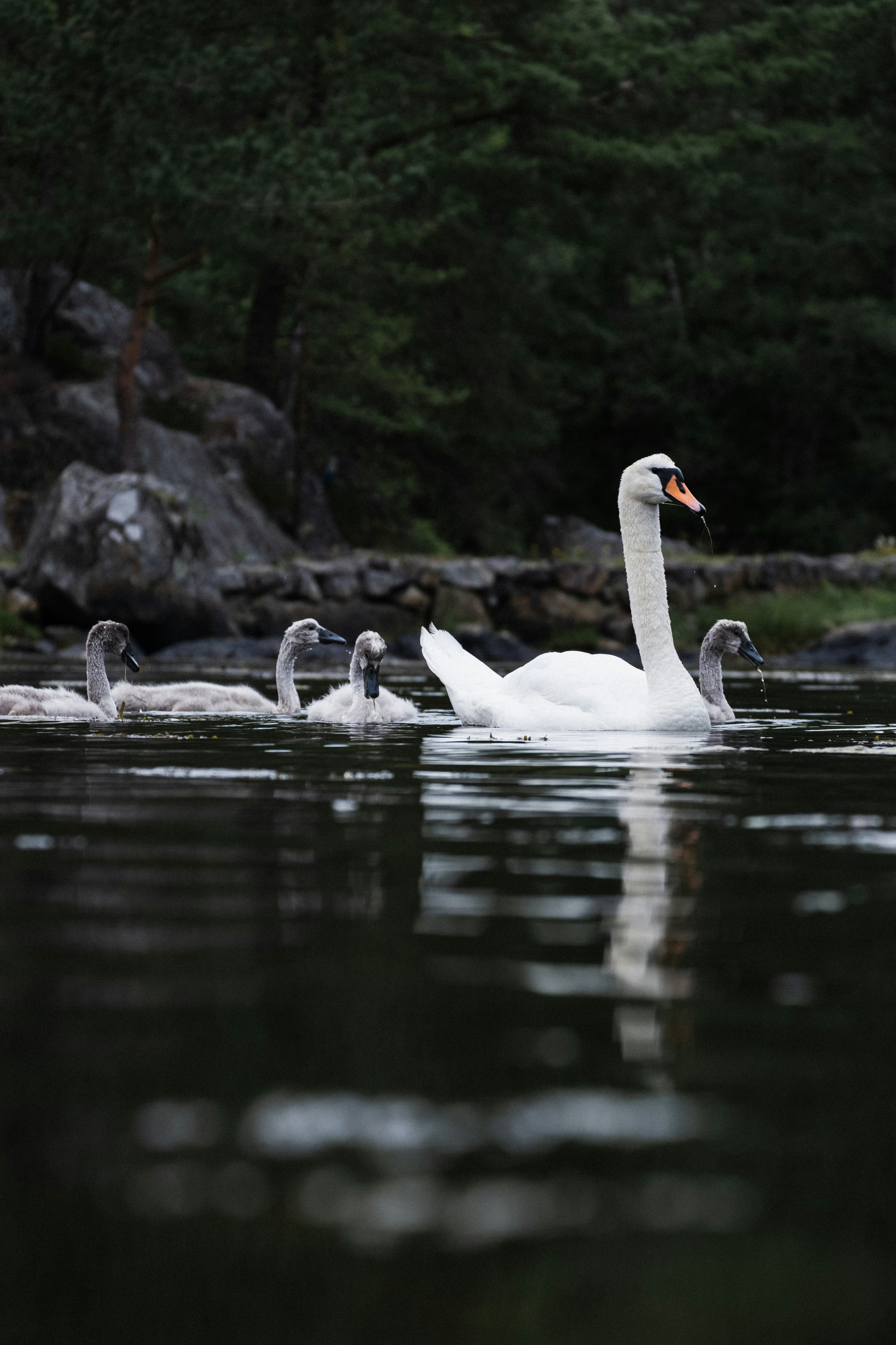 A group of swans swimming on top of a lake
