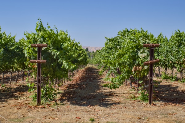 Paso Robles vineyard landscape