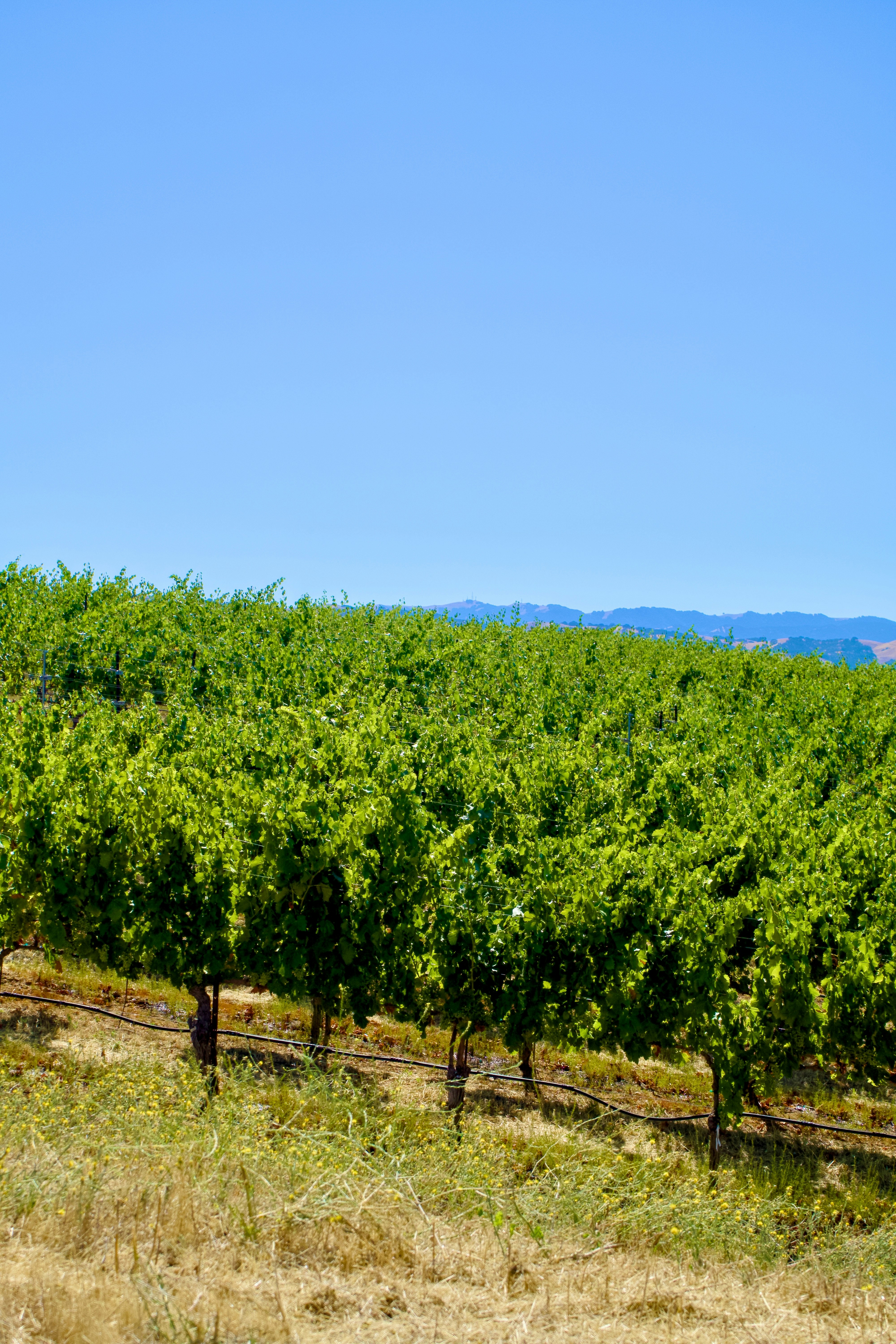 Photo by spencer_demera