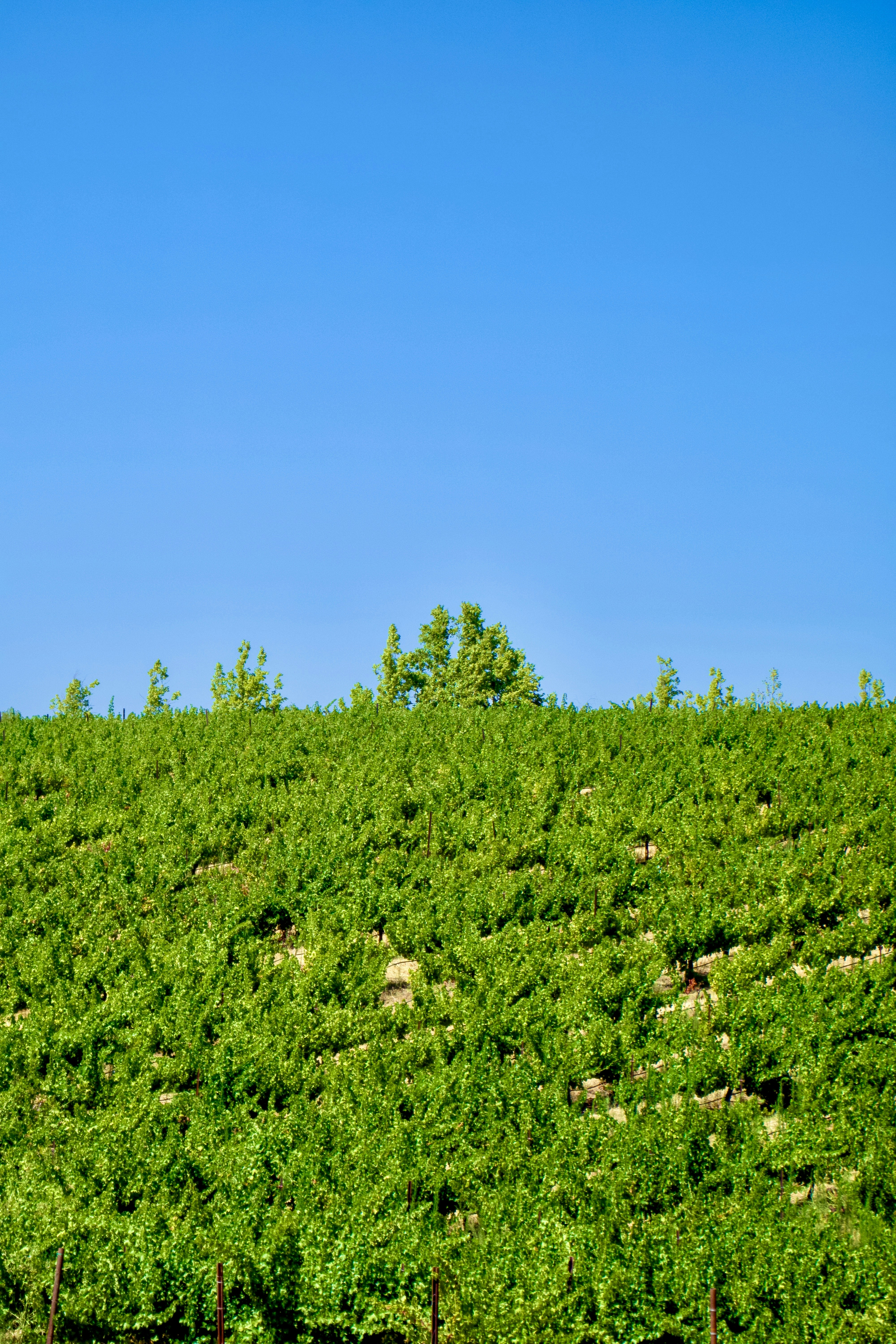 Photo by spencer_demera