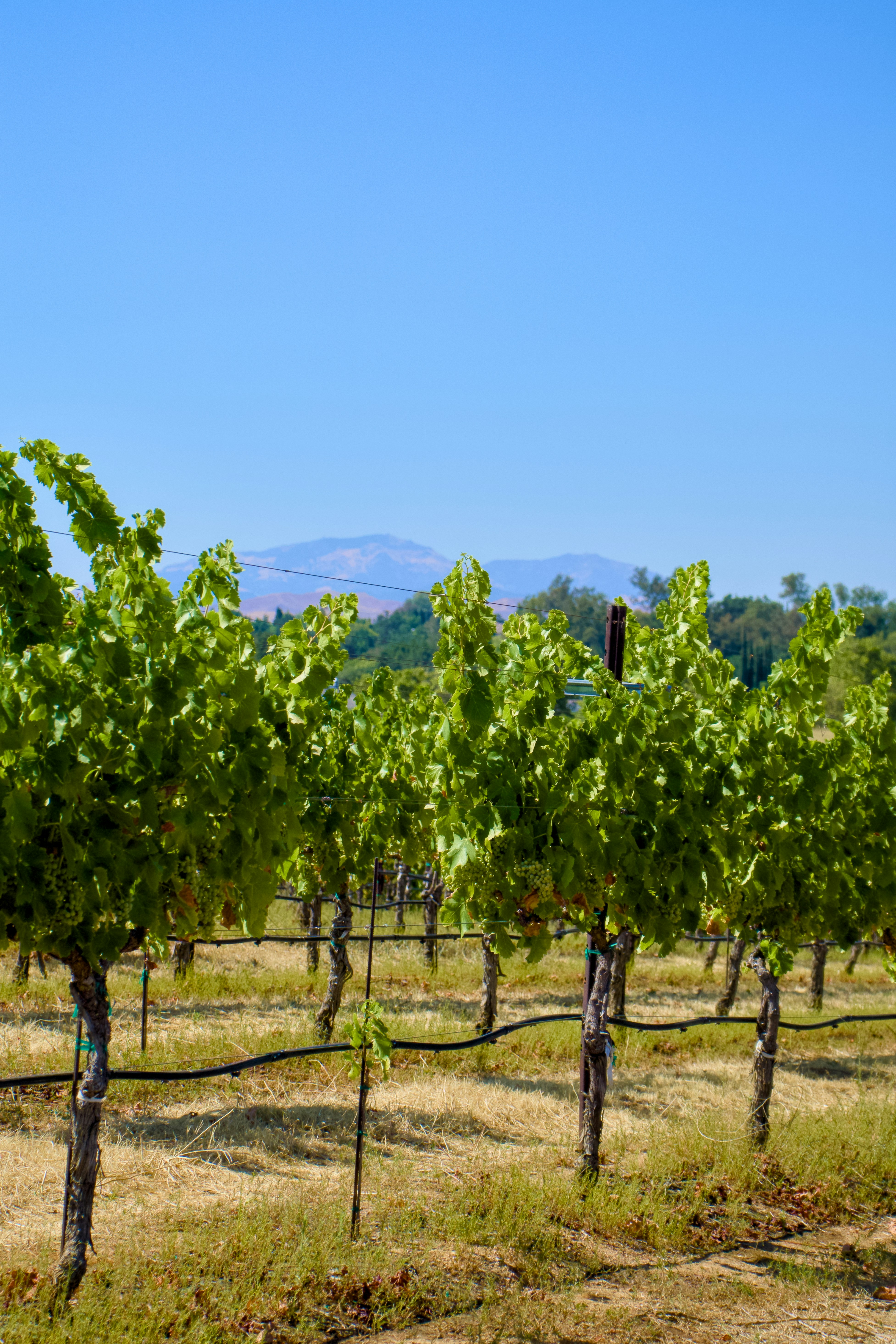 Photo by spencer_demera