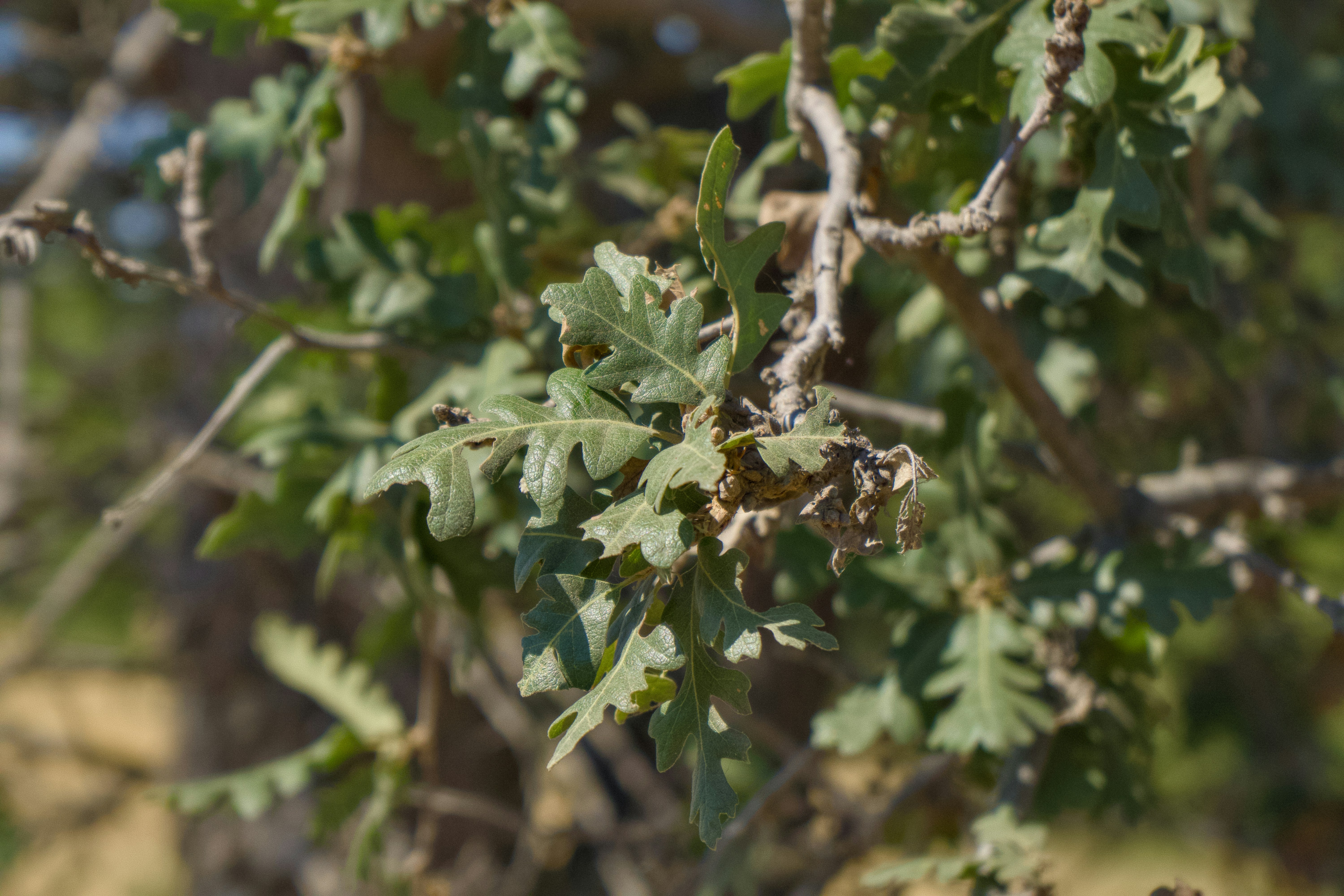 Agricultural and ecological impact: When grasshopper color change becomes a crisis - grasshopper color change population density