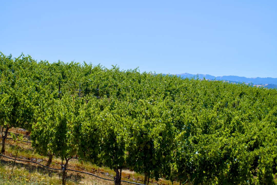 A large field of trees with mountains in the background,