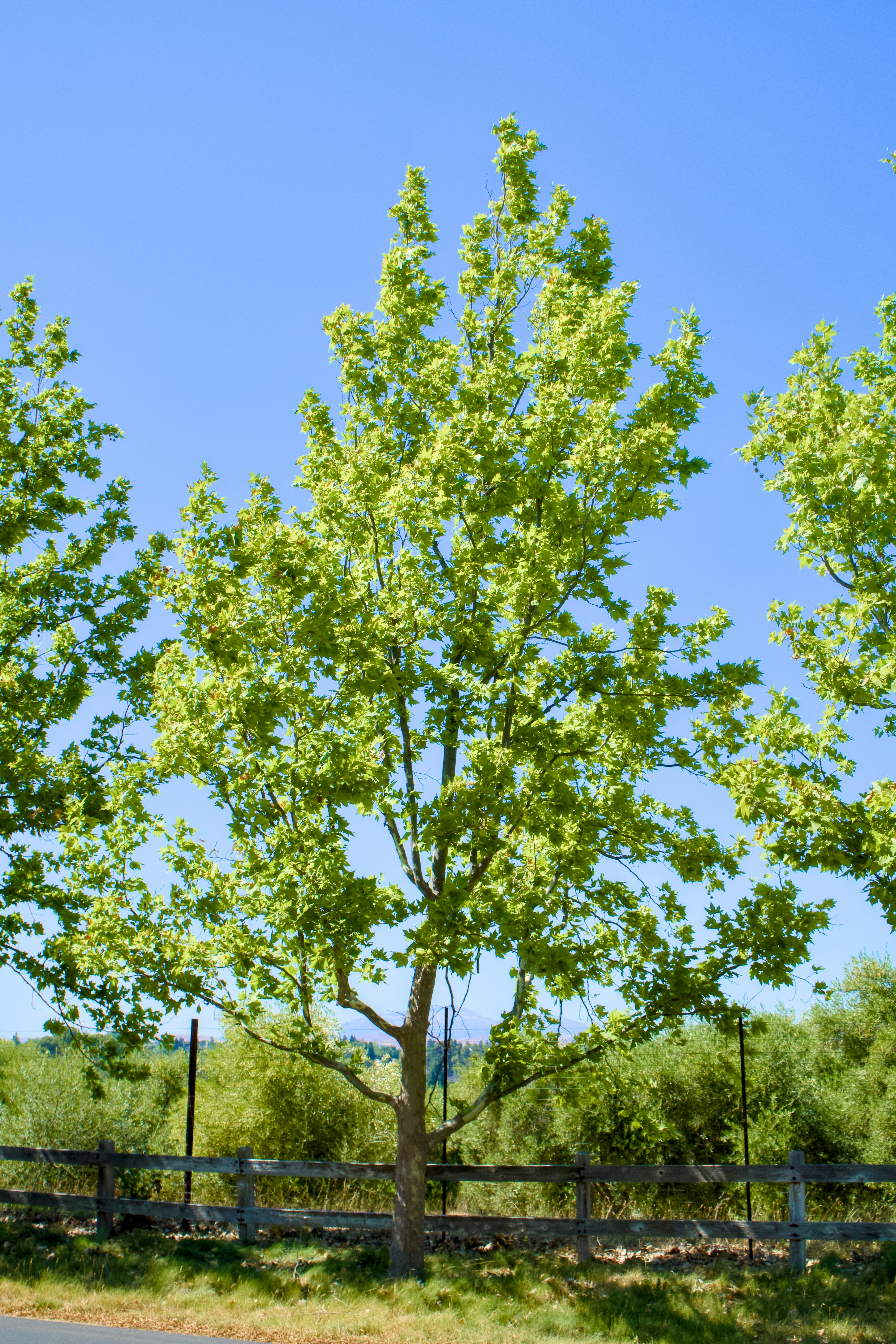 Photo by spencer_demera