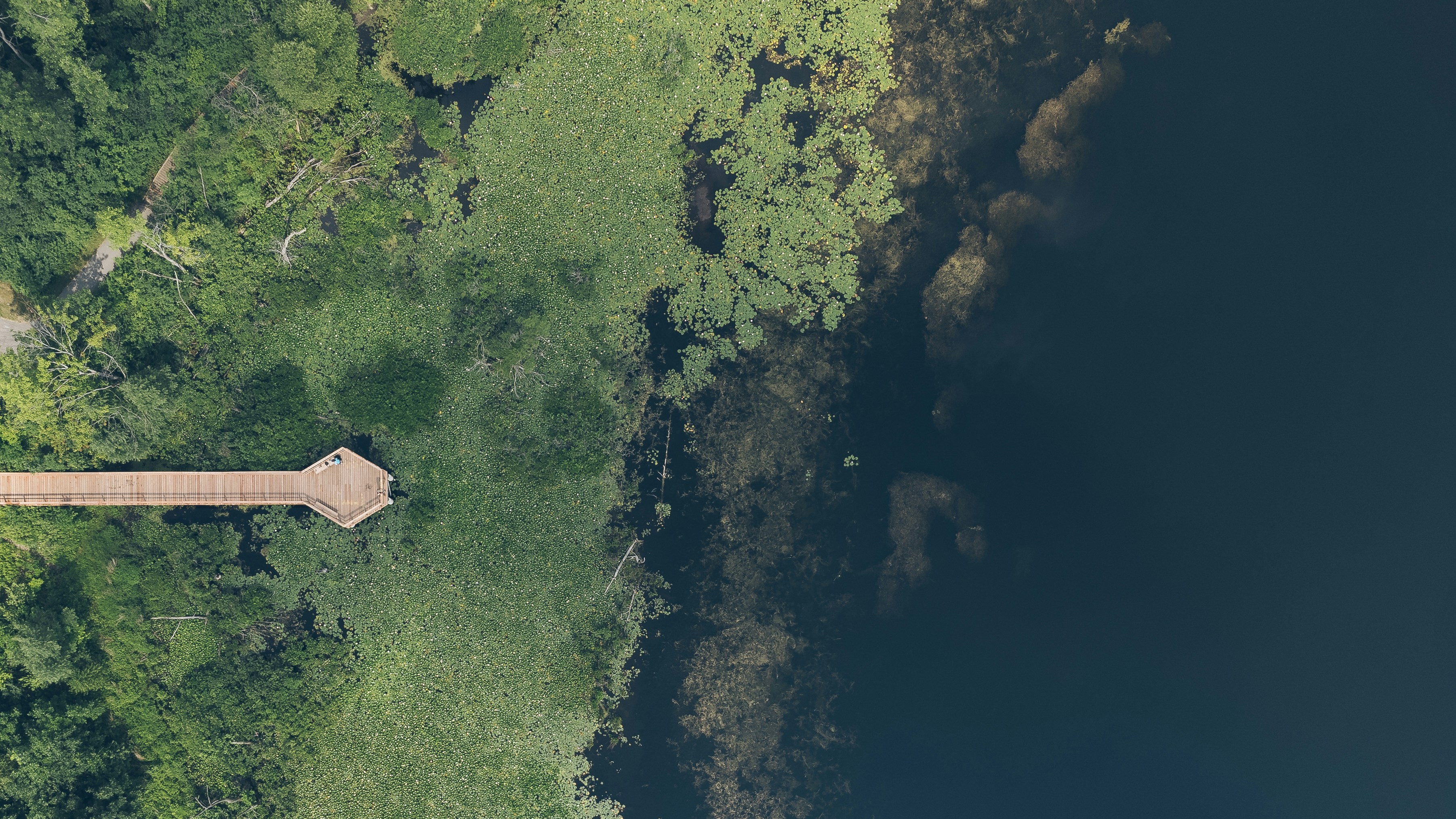 An aerial view of a wooded area with trees