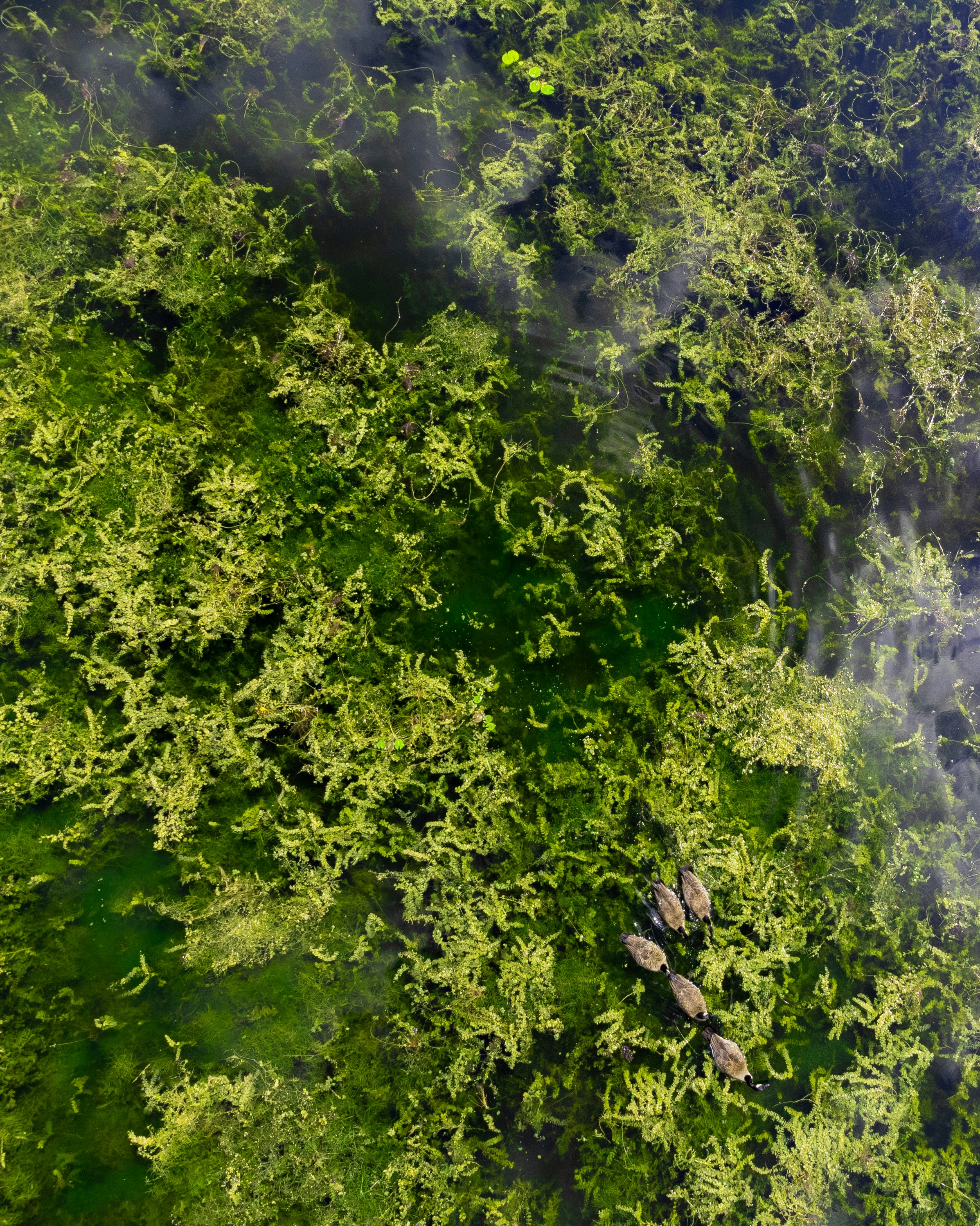 A bird's eye view of a lush green forest