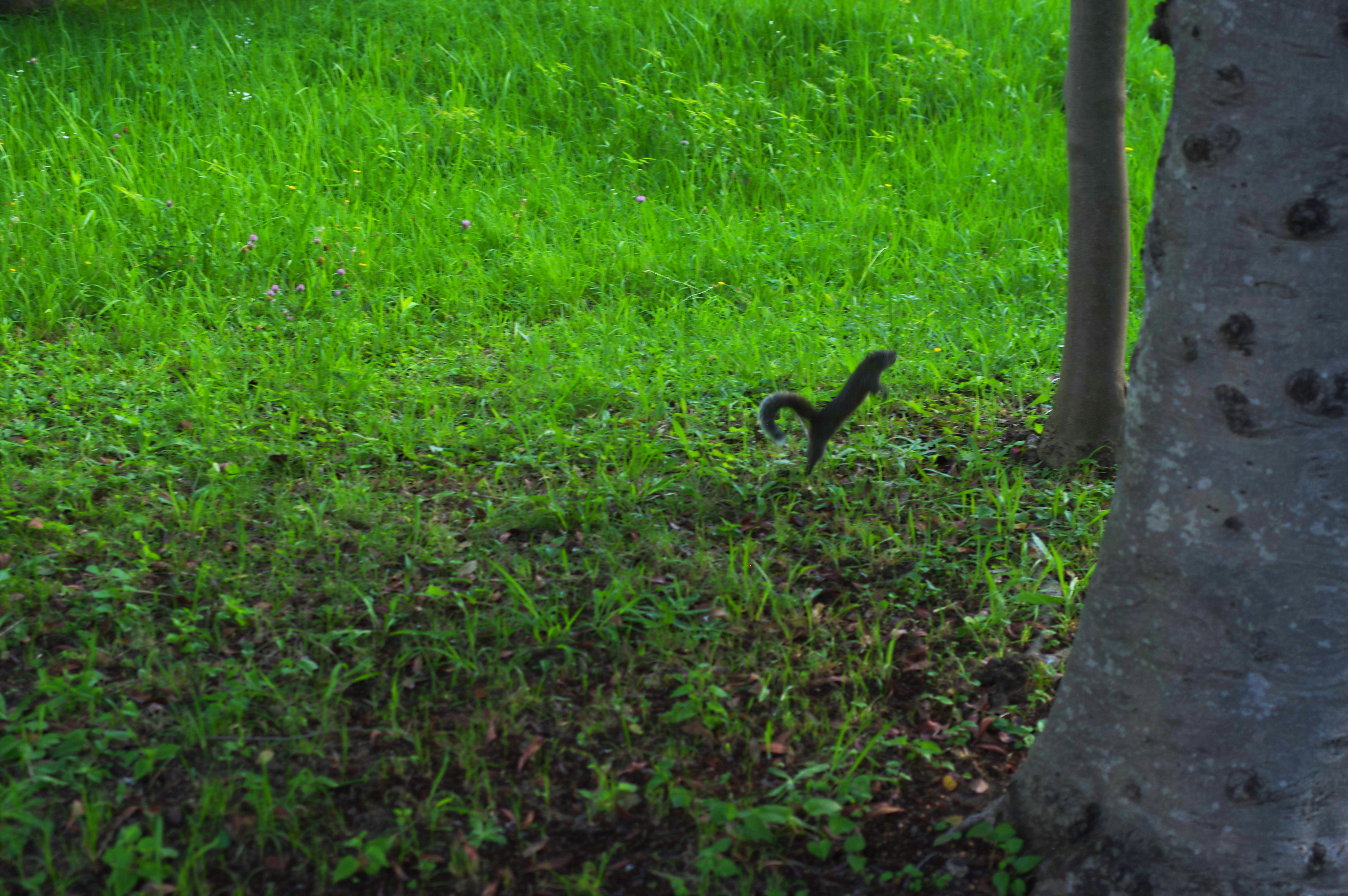A small bird standing on top of a lush green field