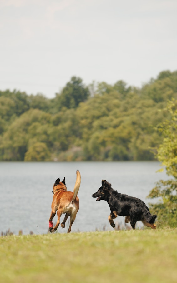 A couple of dogs running across a grass covered field