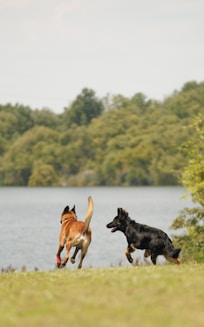 A couple of dogs running across a grass covered field