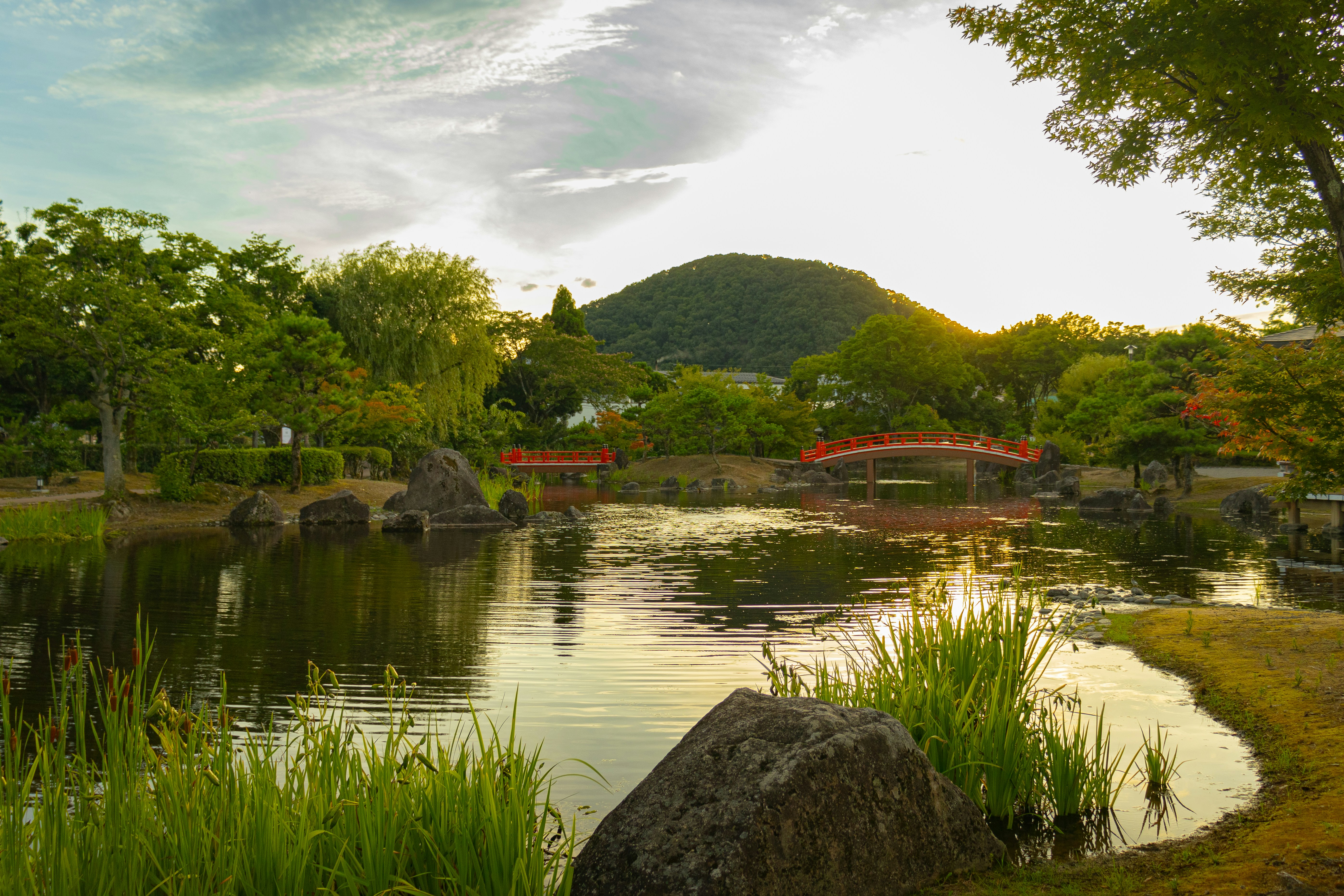 A pond surrounded by a lush green forest