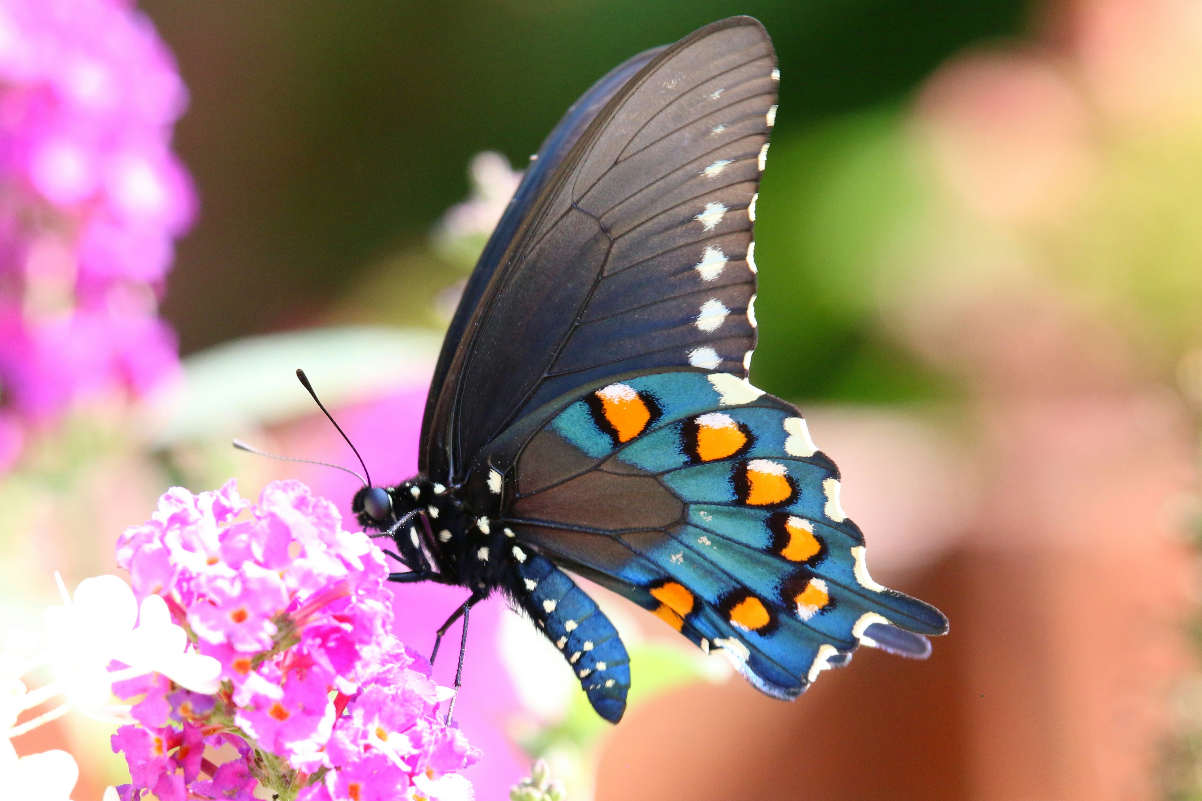 Photo by goldenplover31