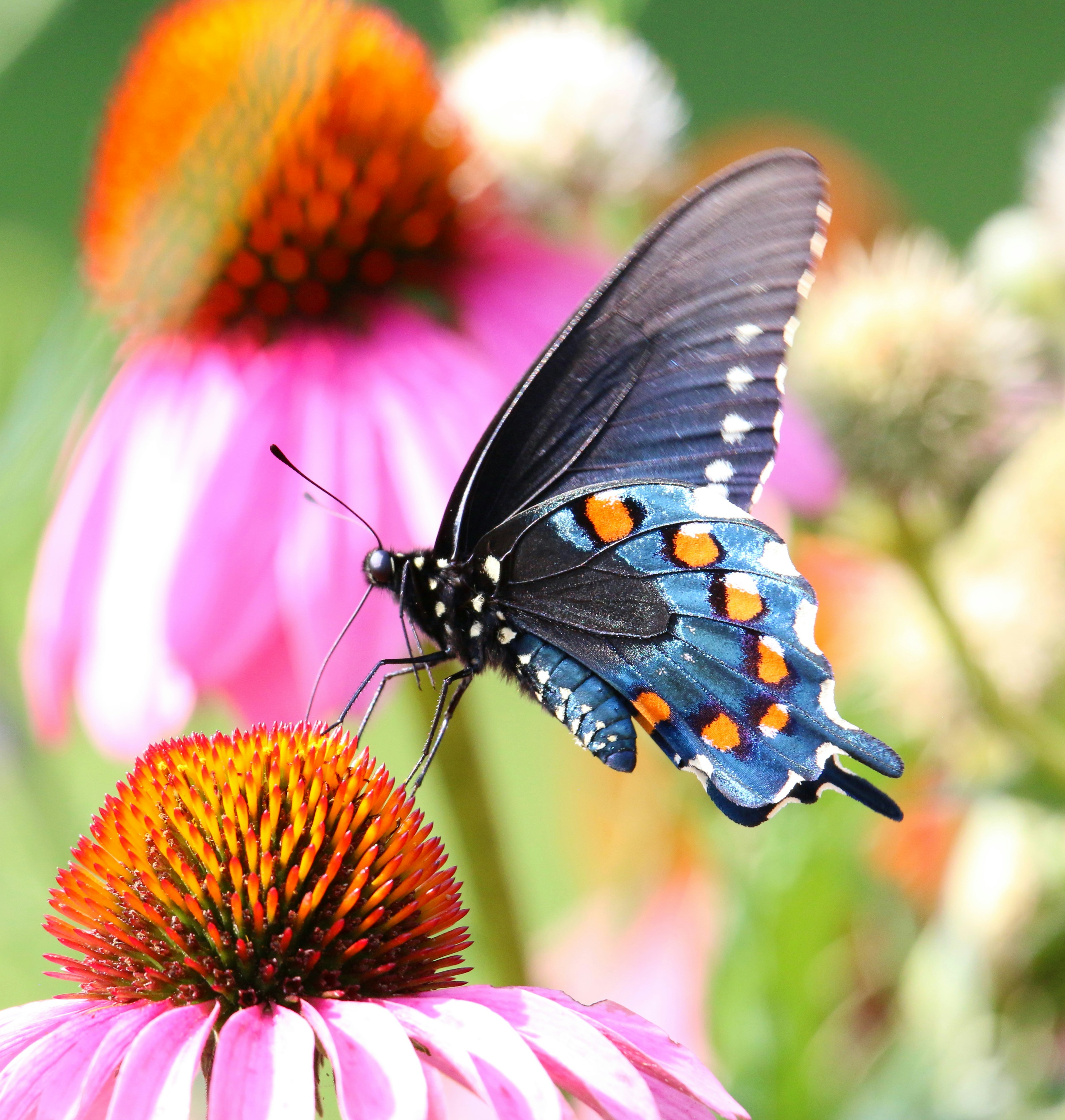 Photo by goldenplover31