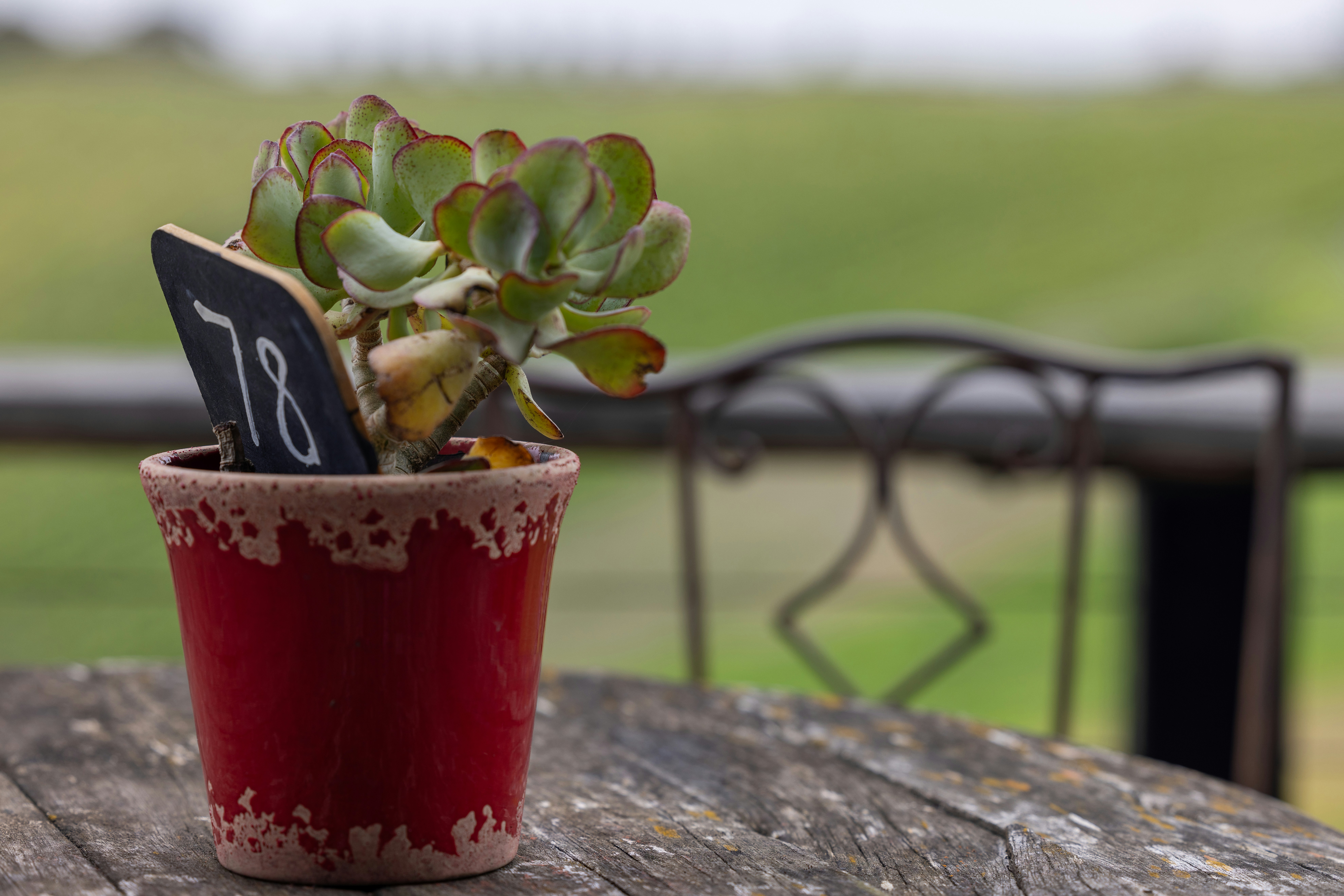 A small potted plant with a chalkboard in it