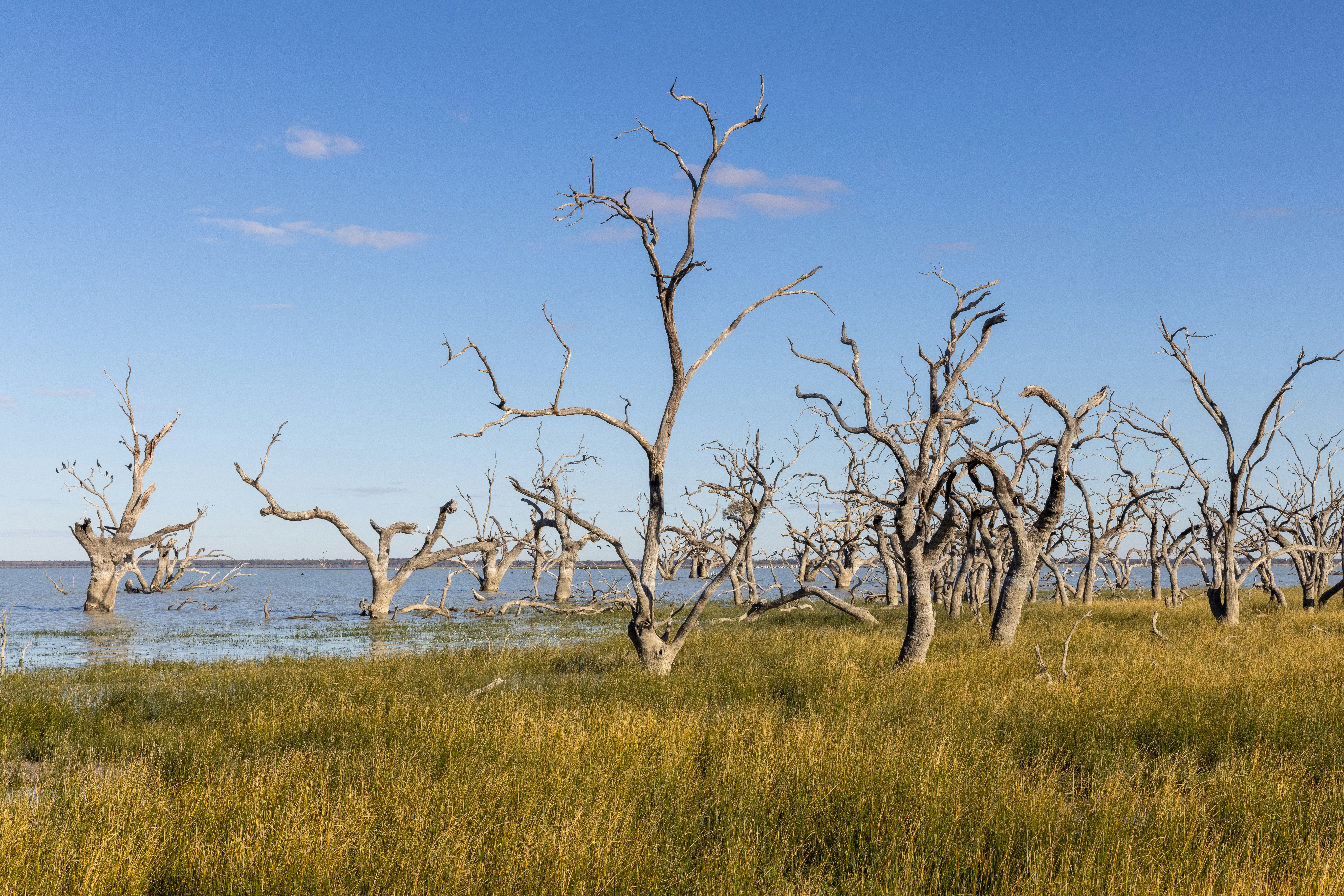 A grassy field with dead trees and a body of water in the background