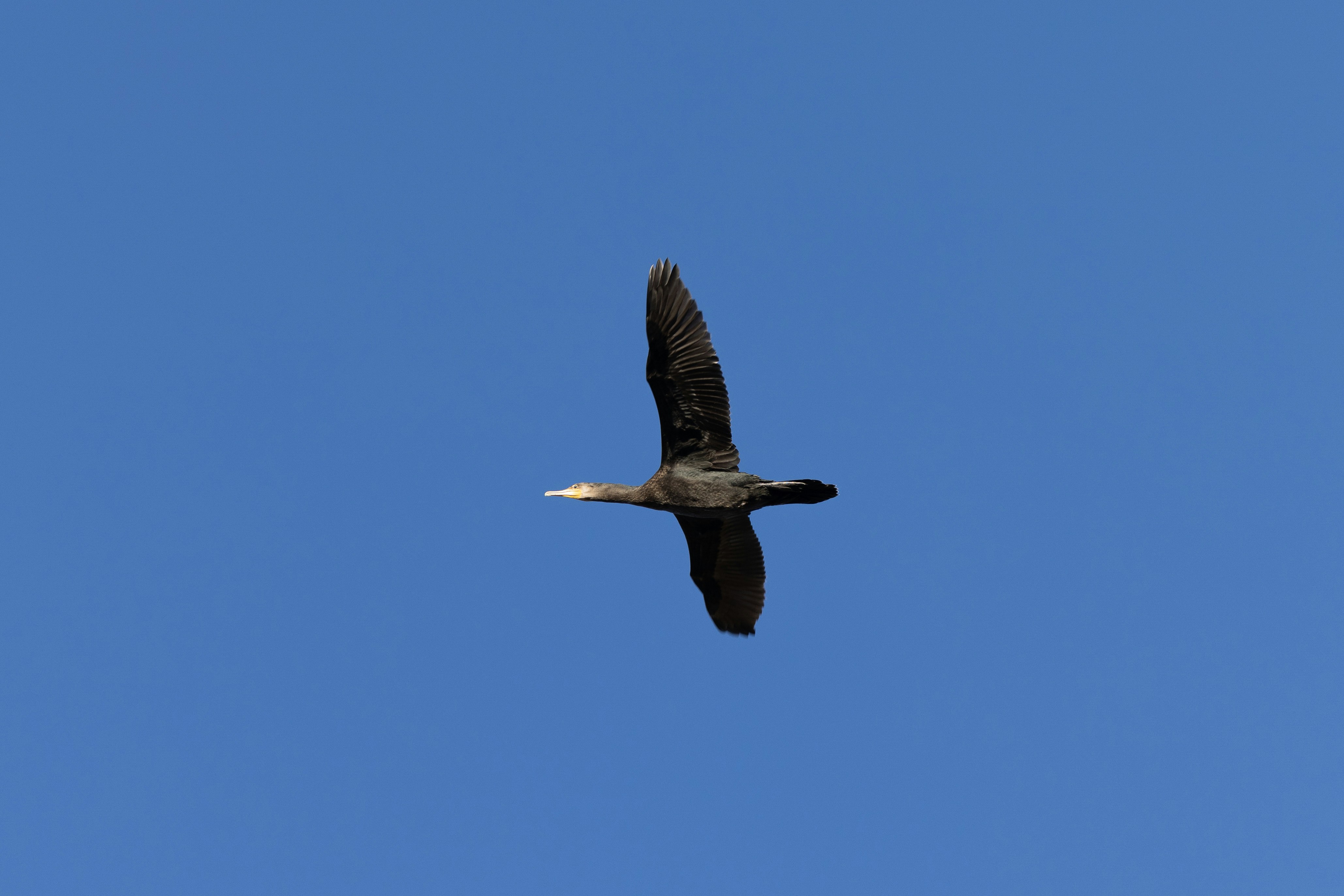 A large bird flying through a blue sky