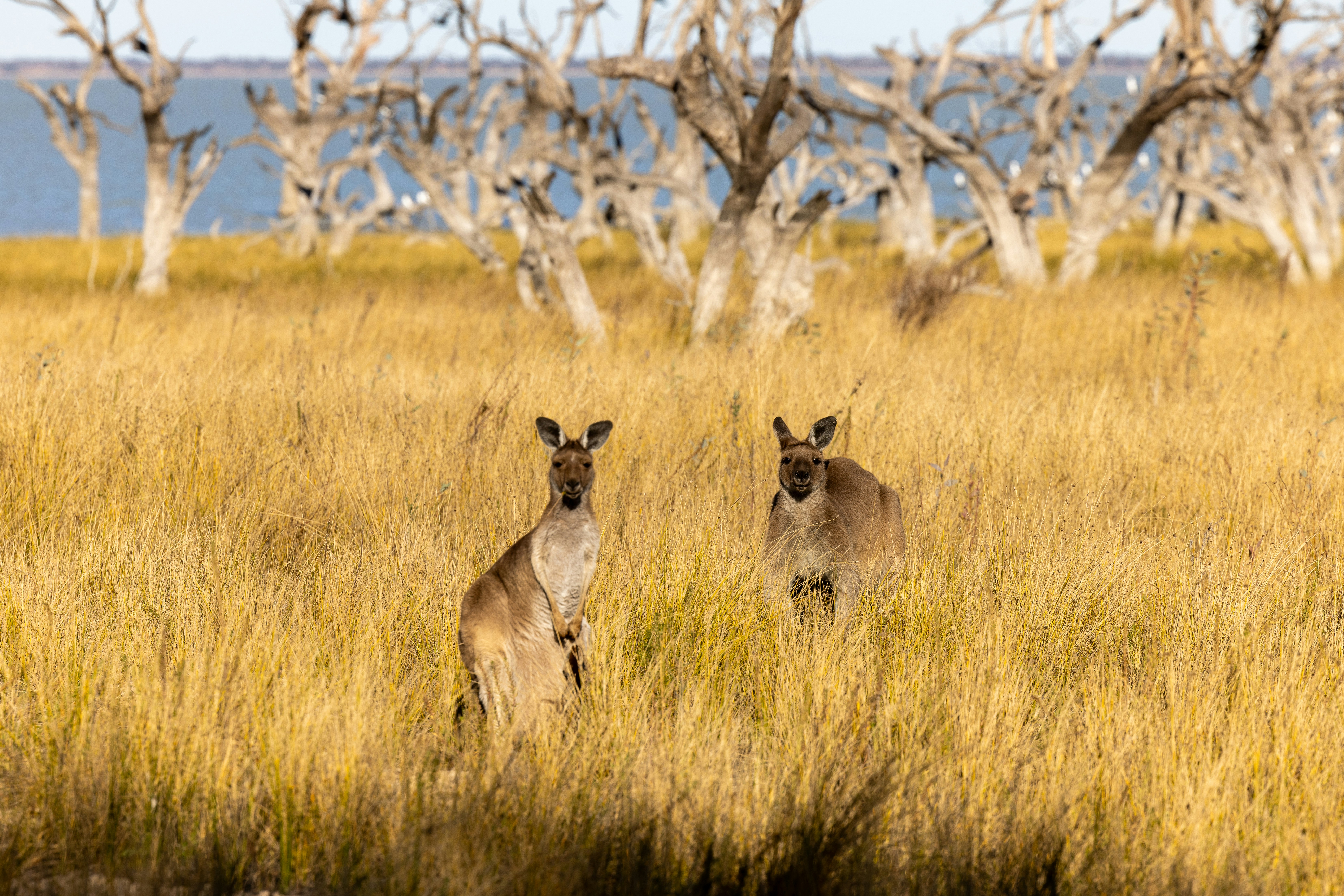Two kangaroos are standing in the tall grass