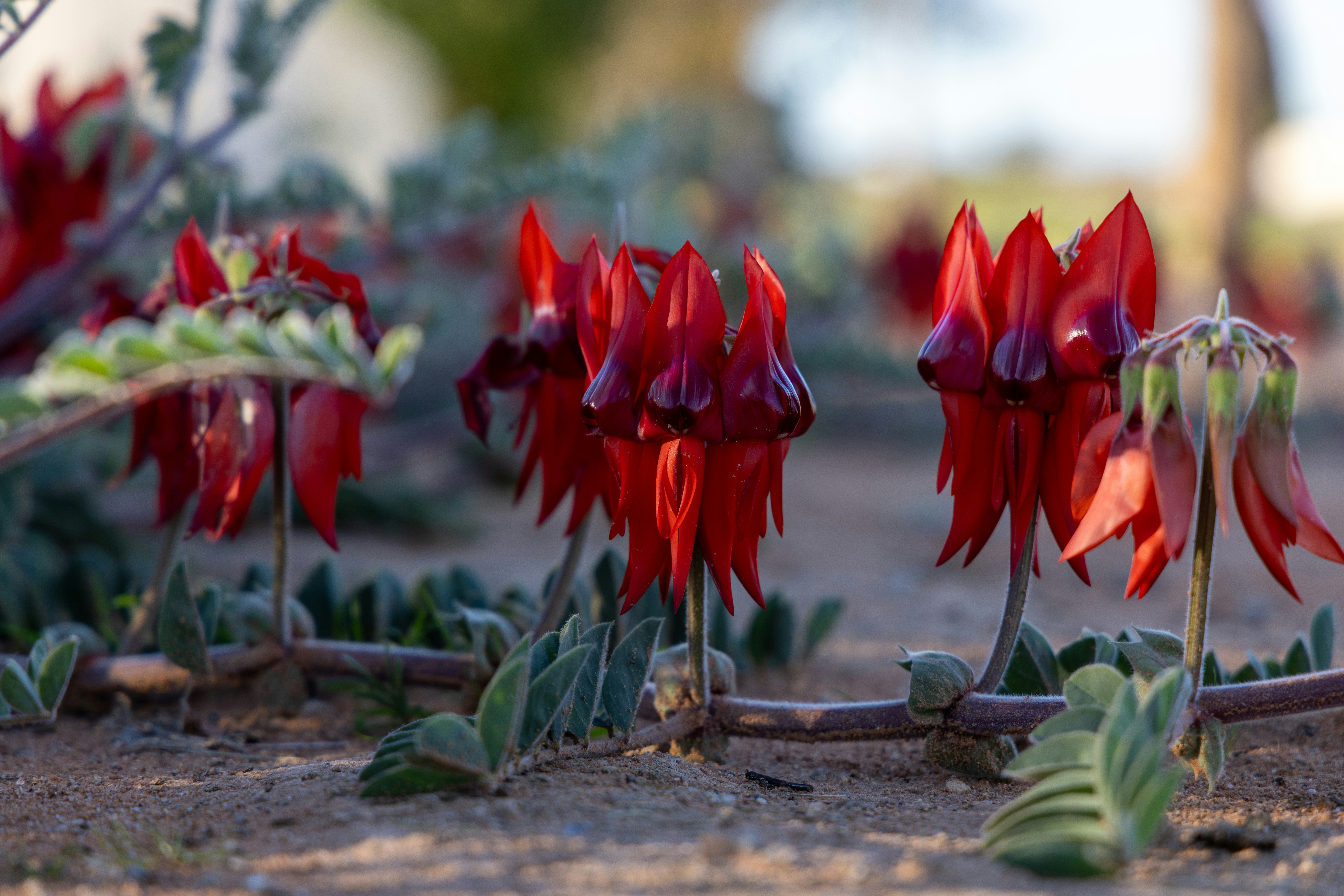 A bunch of red flowers that are in the dirt
