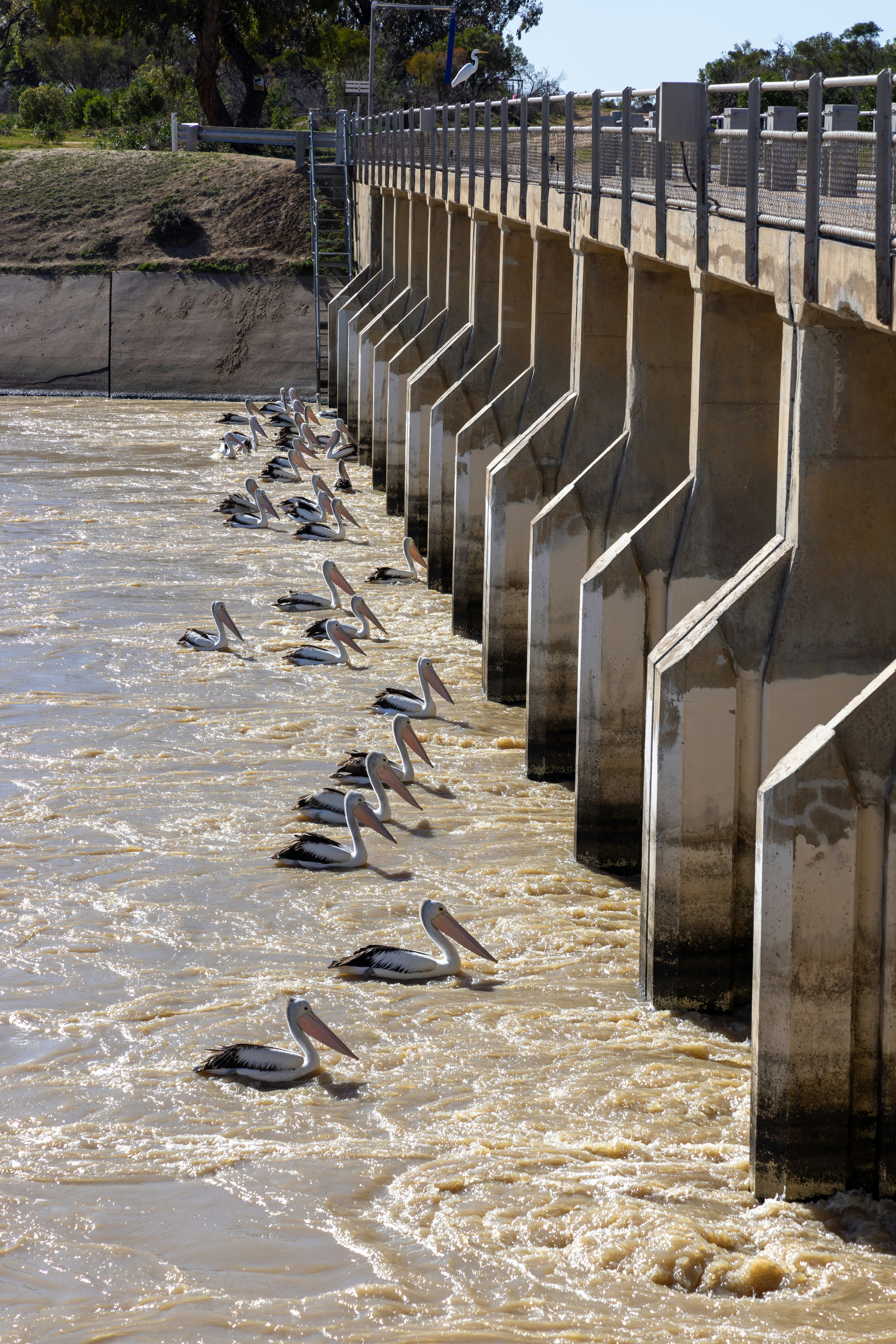 A bunch of birds that are standing in the water