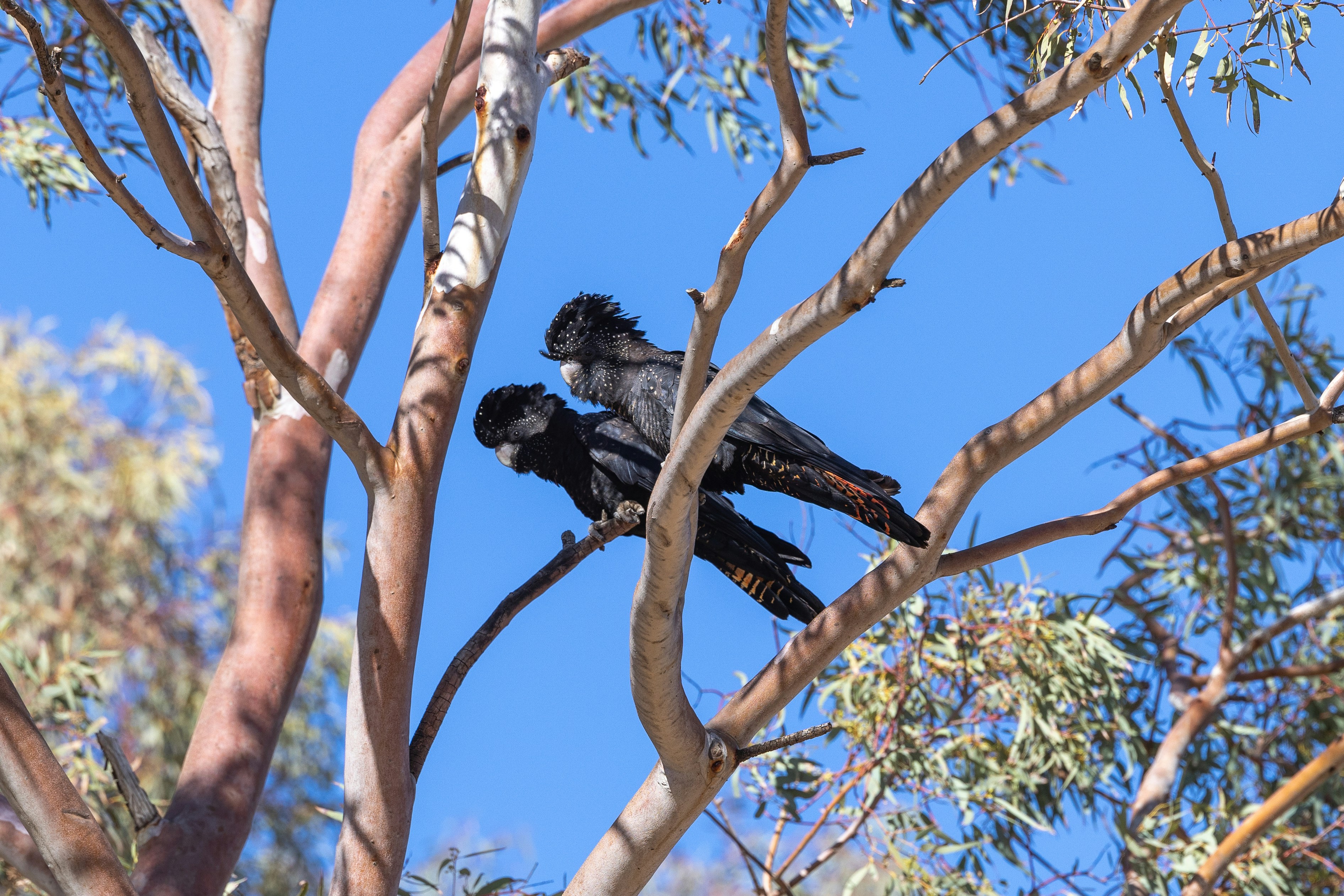A bird perched on top of a tree branch