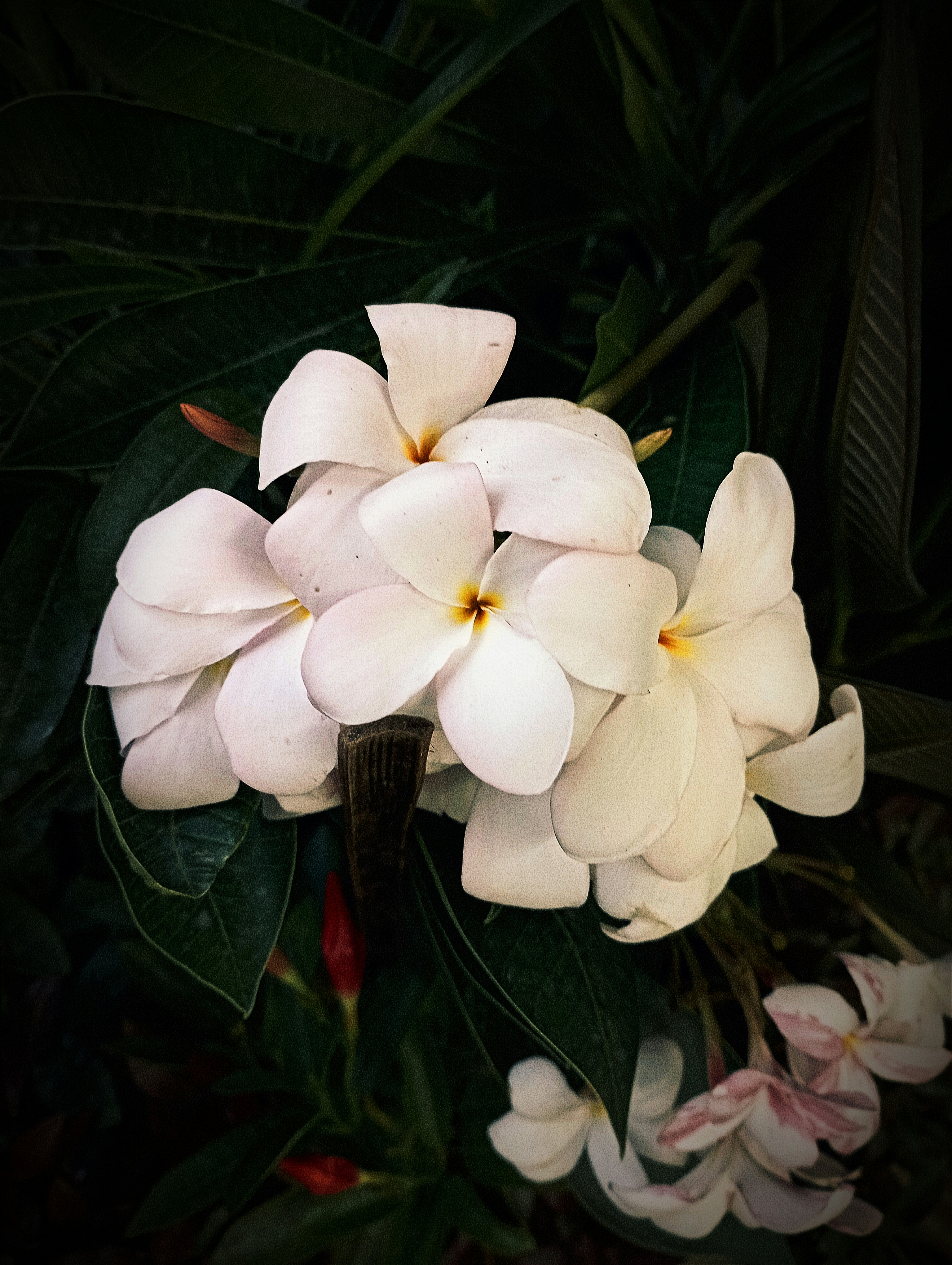 Photo by shadowshahriar