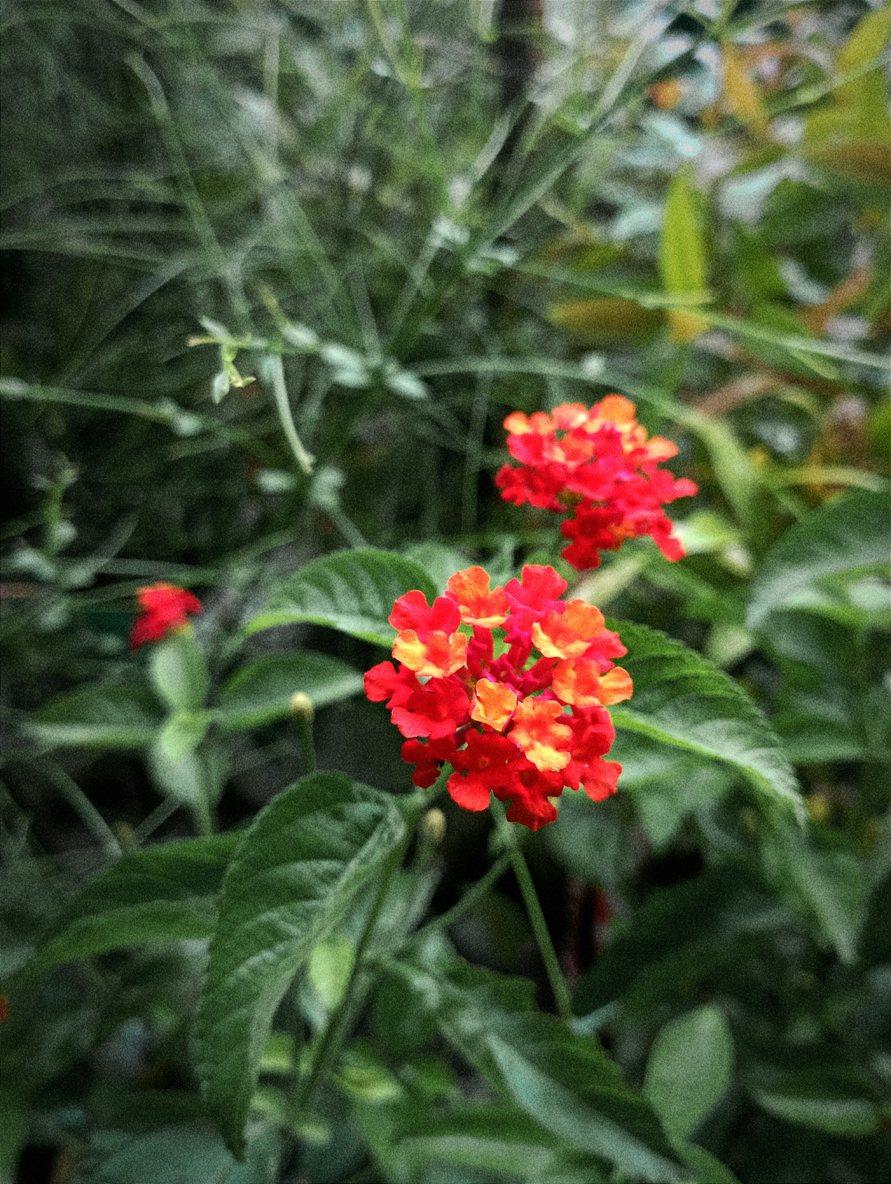 Photo by shadowshahriar