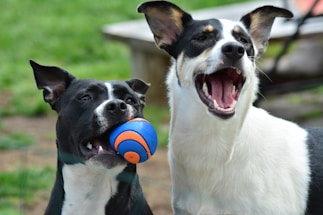 A couple of dogs that are playing with a ball