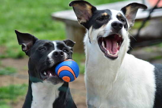 A couple of dogs that are playing with a ball