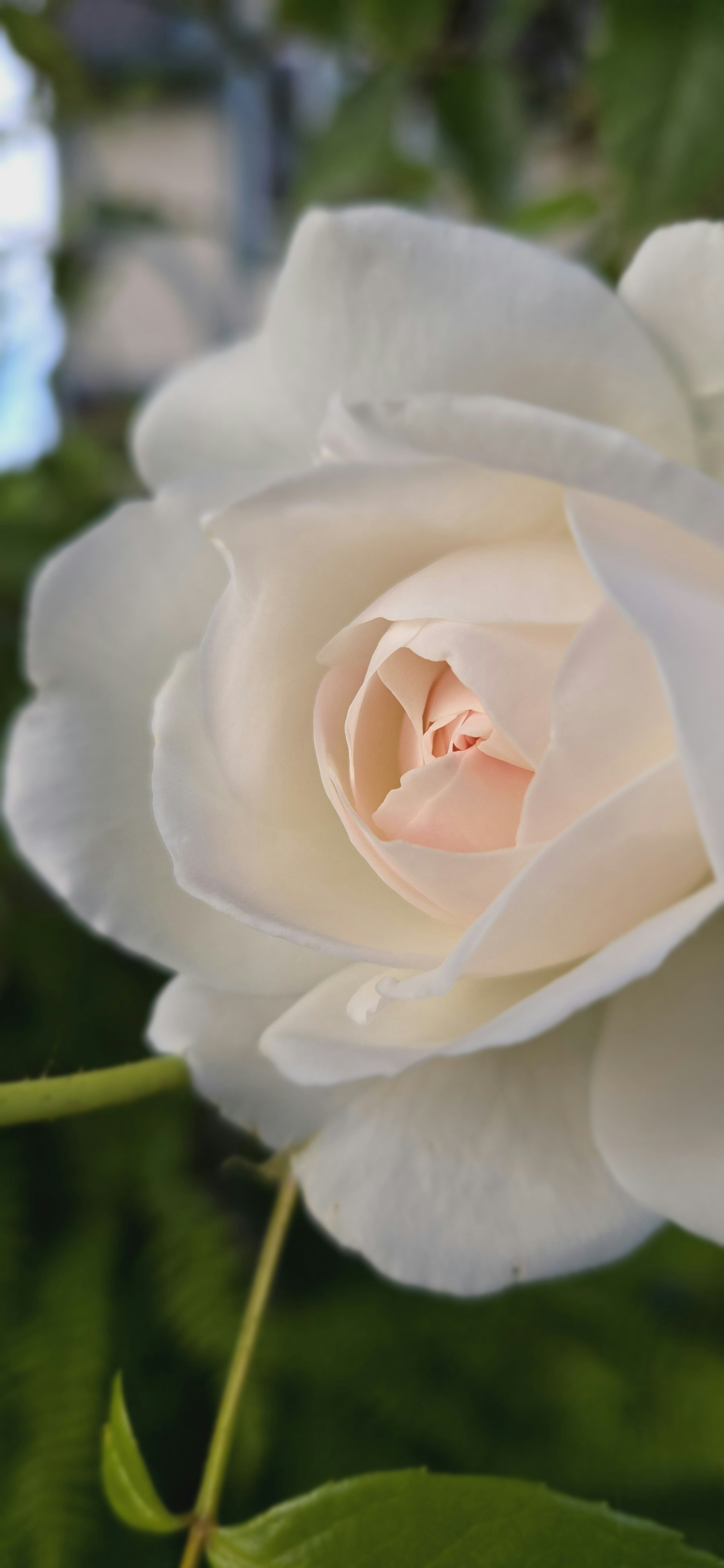 A close up of a white rose with green leaves