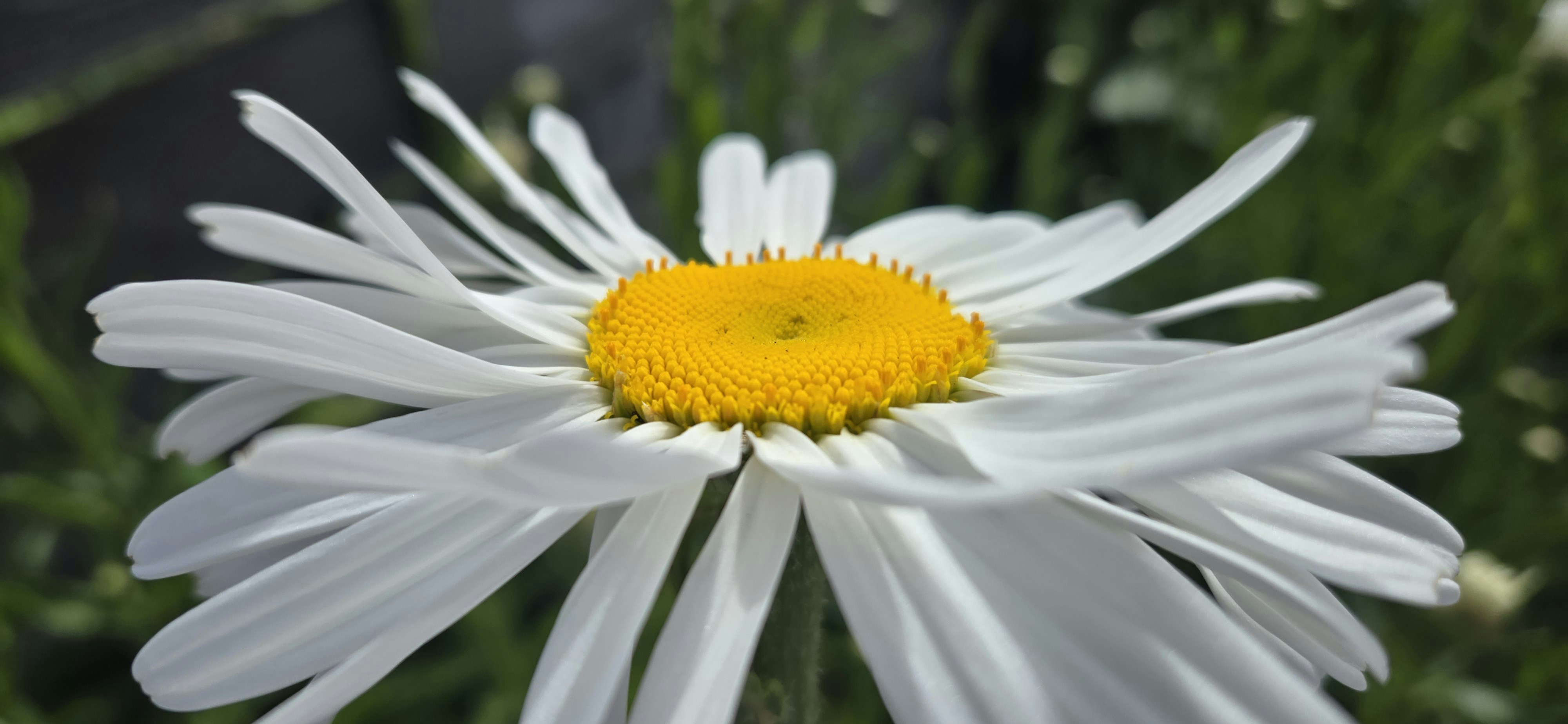 Photo by seaofthesaints