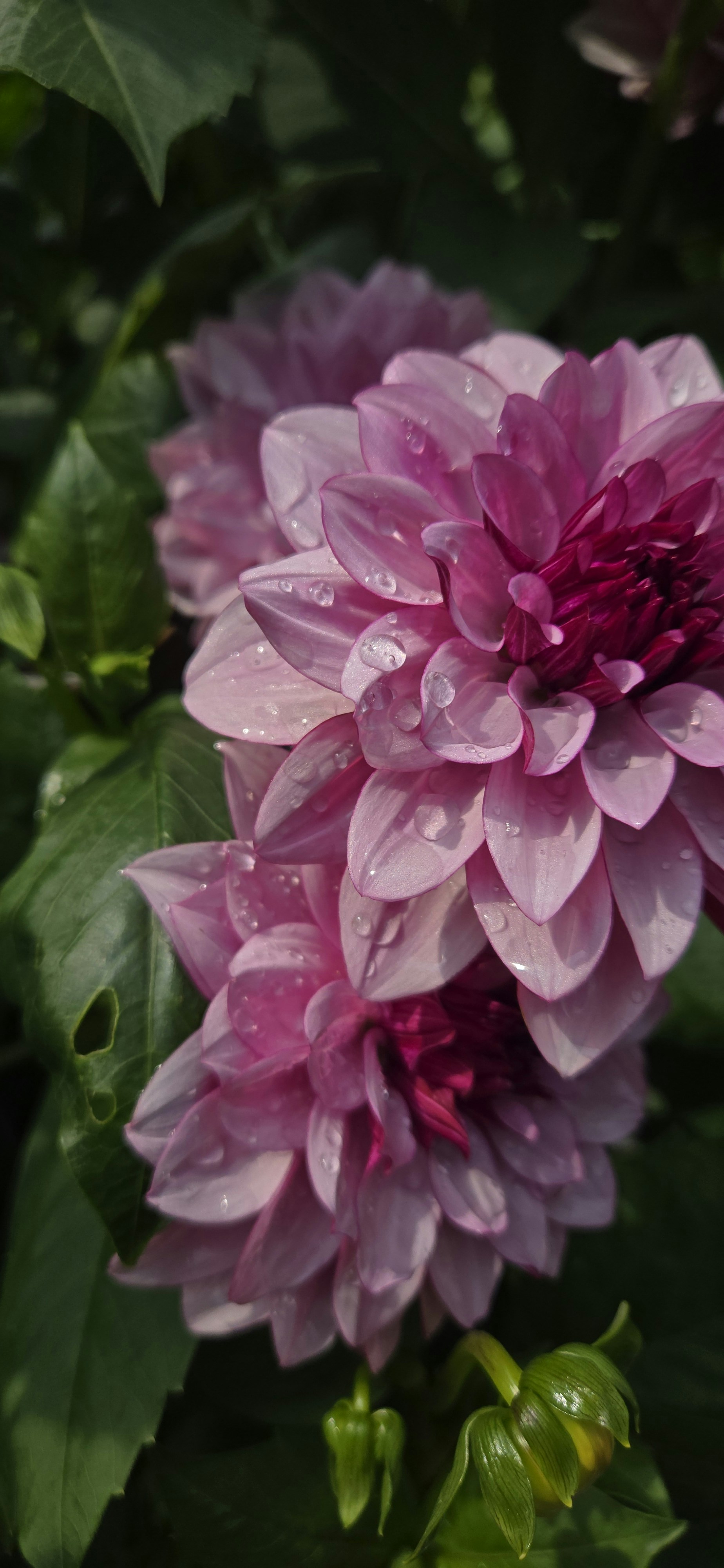 A close up of a pink flower with green leaves photo – Free Spring Image ...