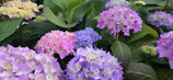 A bunch of purple and white flowers in a garden