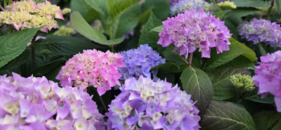 A bunch of purple and white flowers in a garden