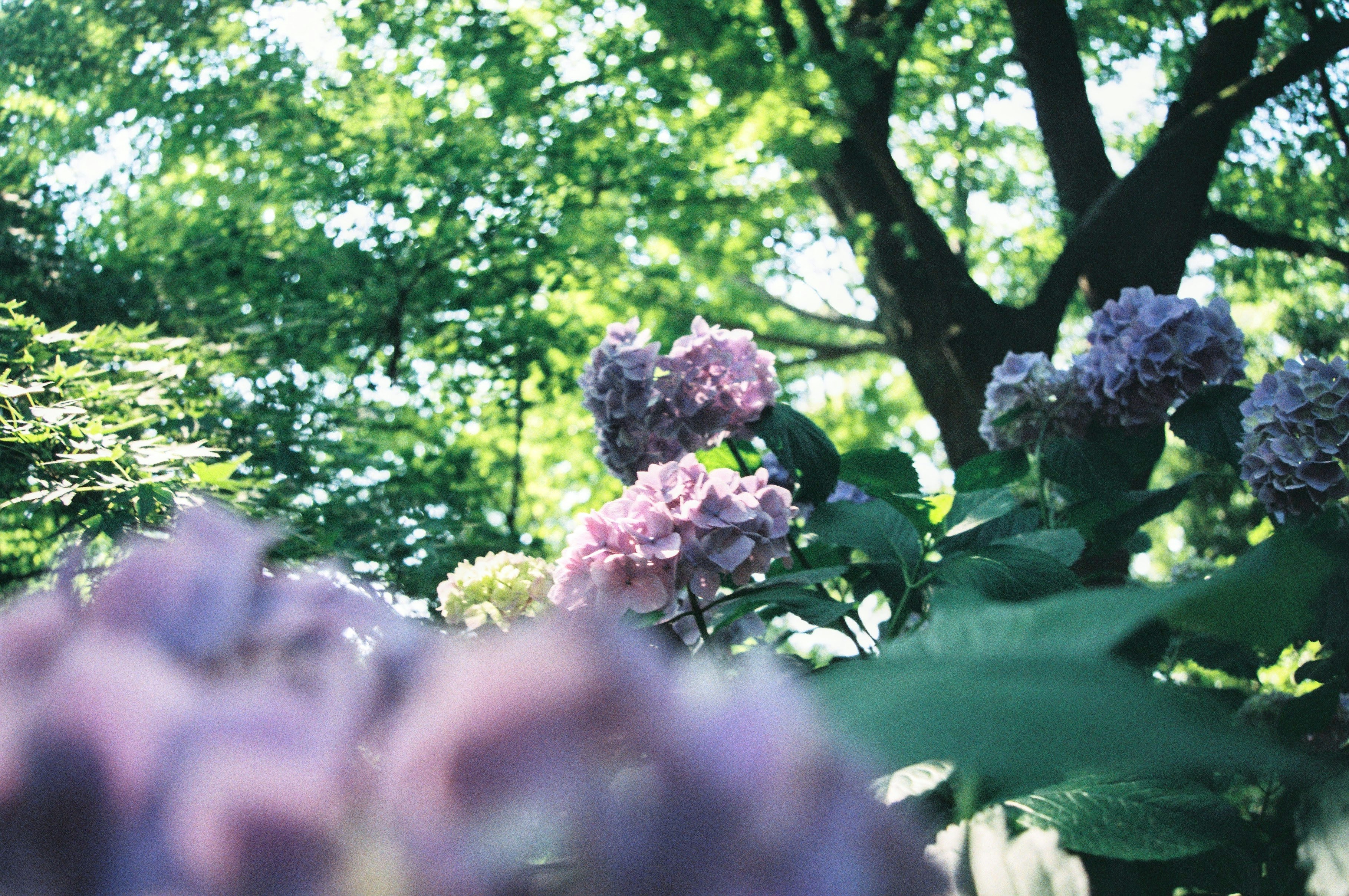 Ein Blumenstrauß, der im Gras liegt