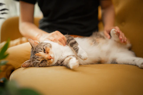 A cat that is laying down on a couch