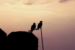 A couple of birds sitting on top of a pole