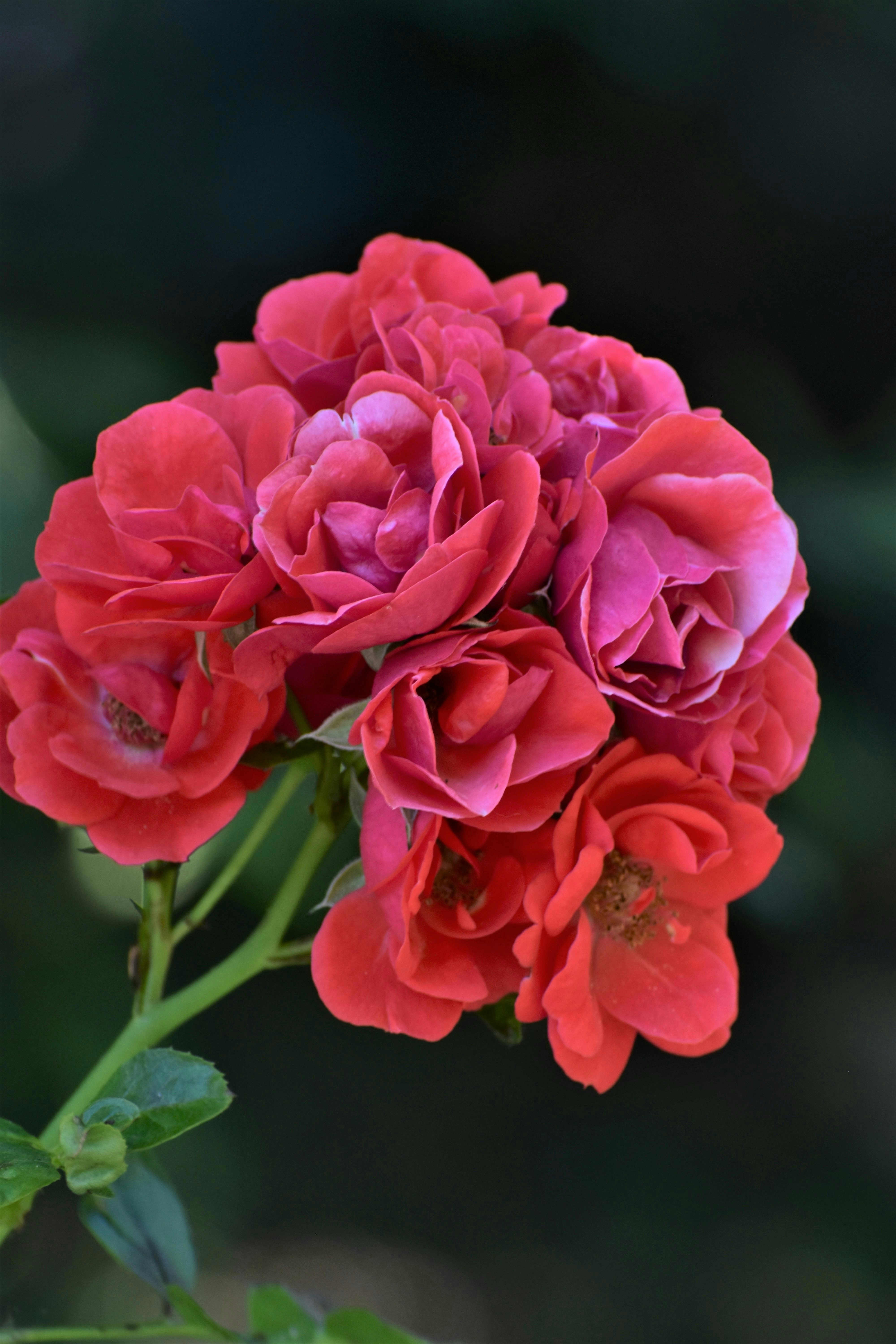 Photo by danielelarosa