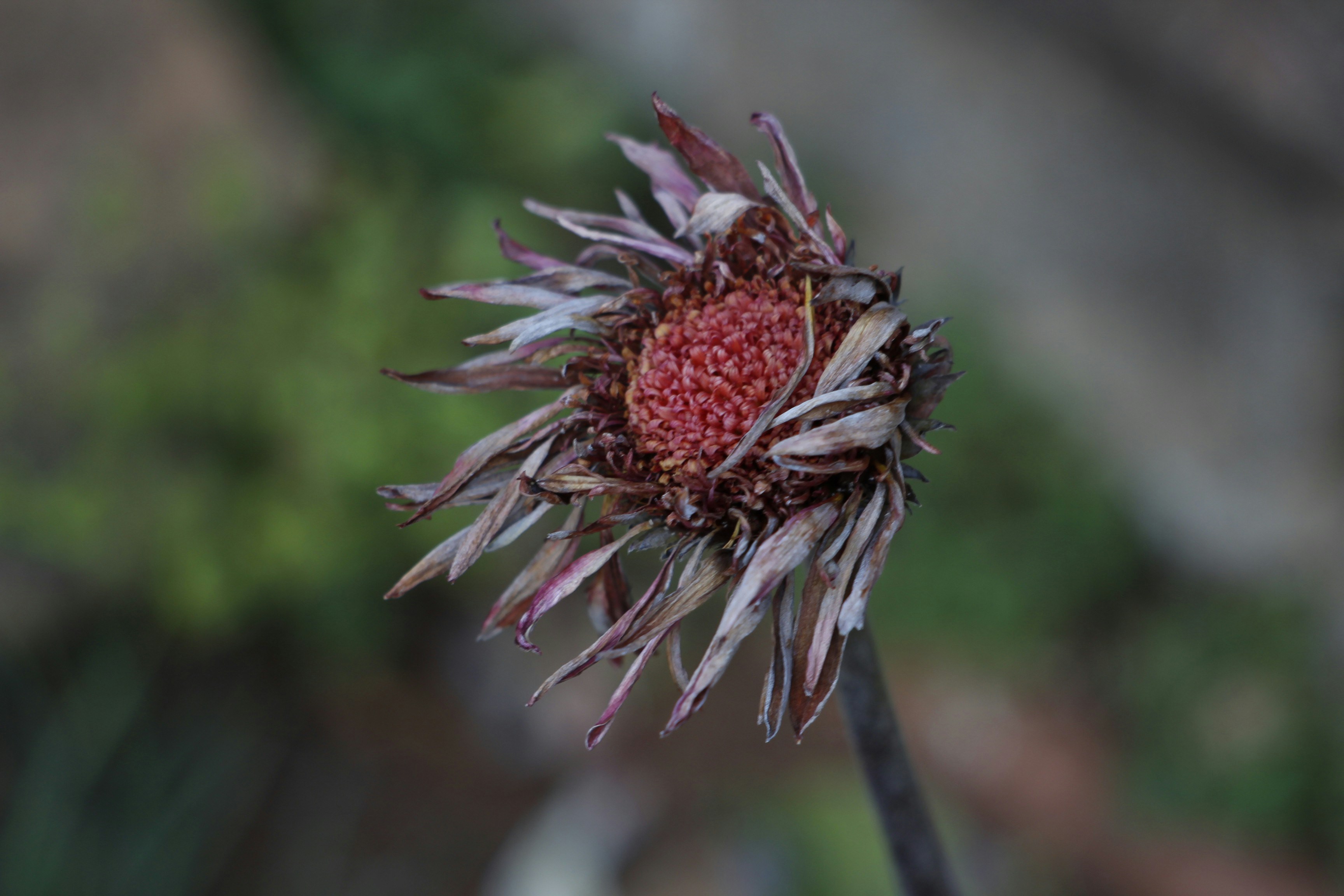 A close up of a flower with a blurry background