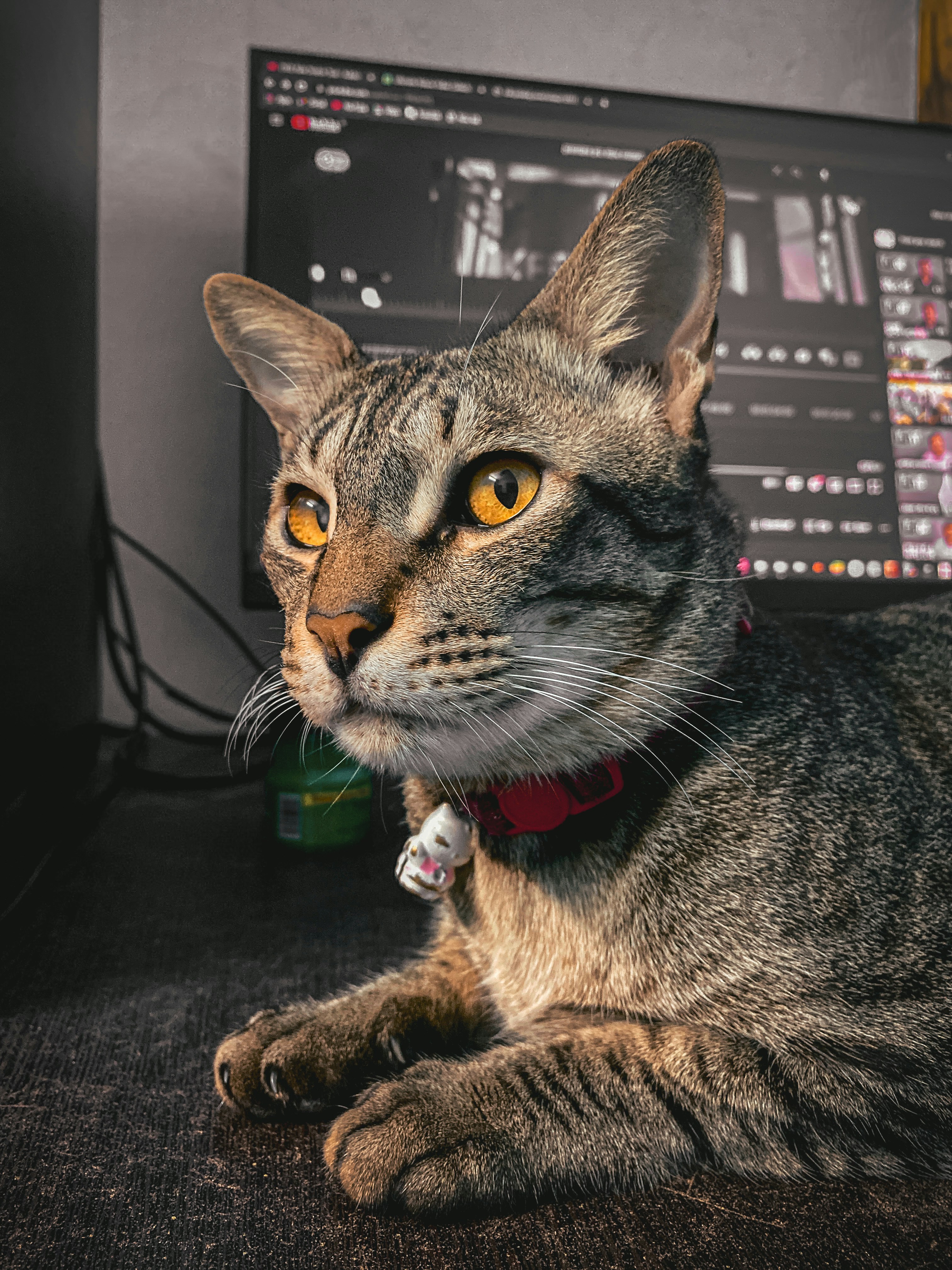Playful tabby cat named Pixel sitting by a computer representing tech-inspired names