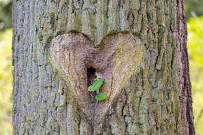 Mon cœur apparaît dans un arbre. Et symbolise l'amour pour la nature