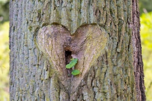 A heart shaped hole in the bark of a tree