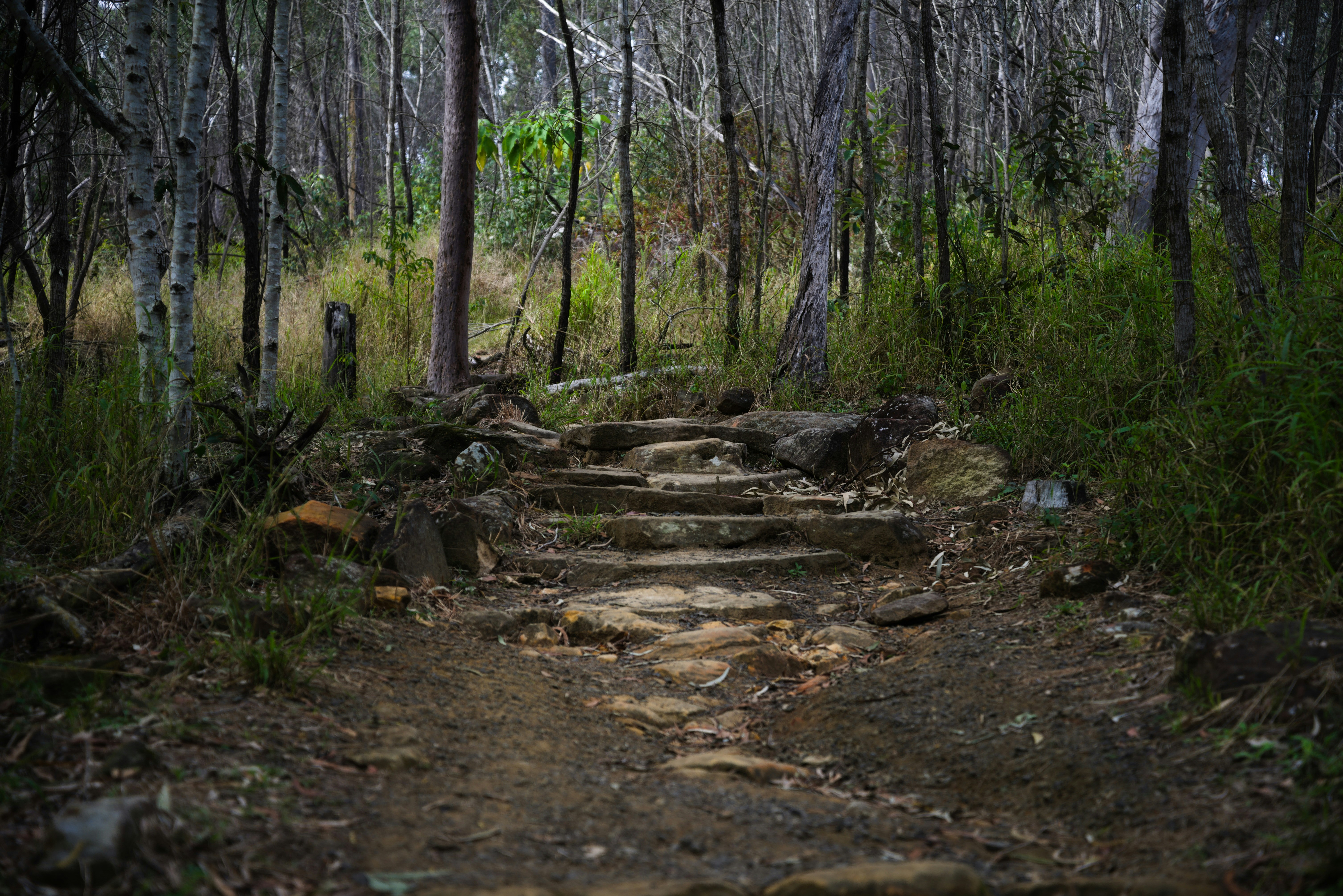 A dirt path in the woods with trees photo – Free Nature Image on Unsplash